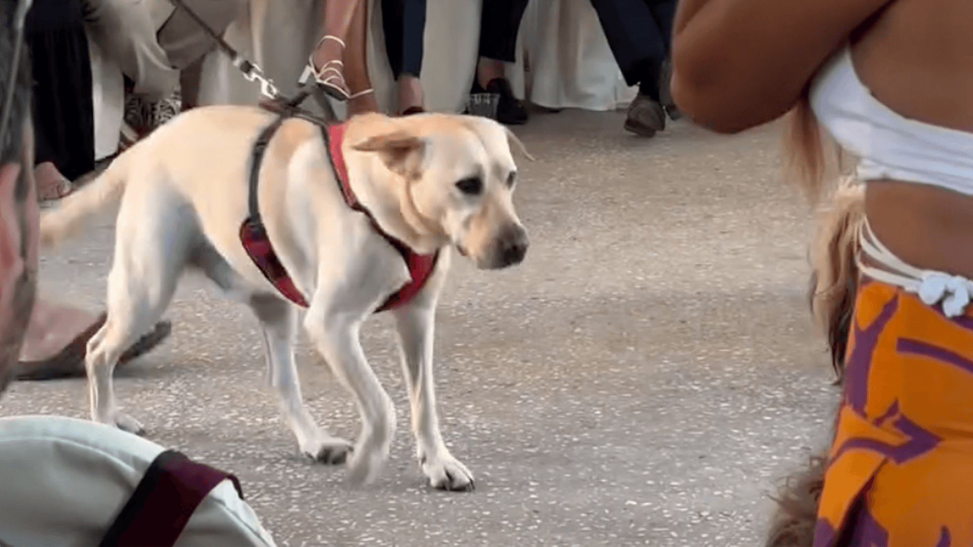 Adopted Dogs Steal Hearts At Dog Show