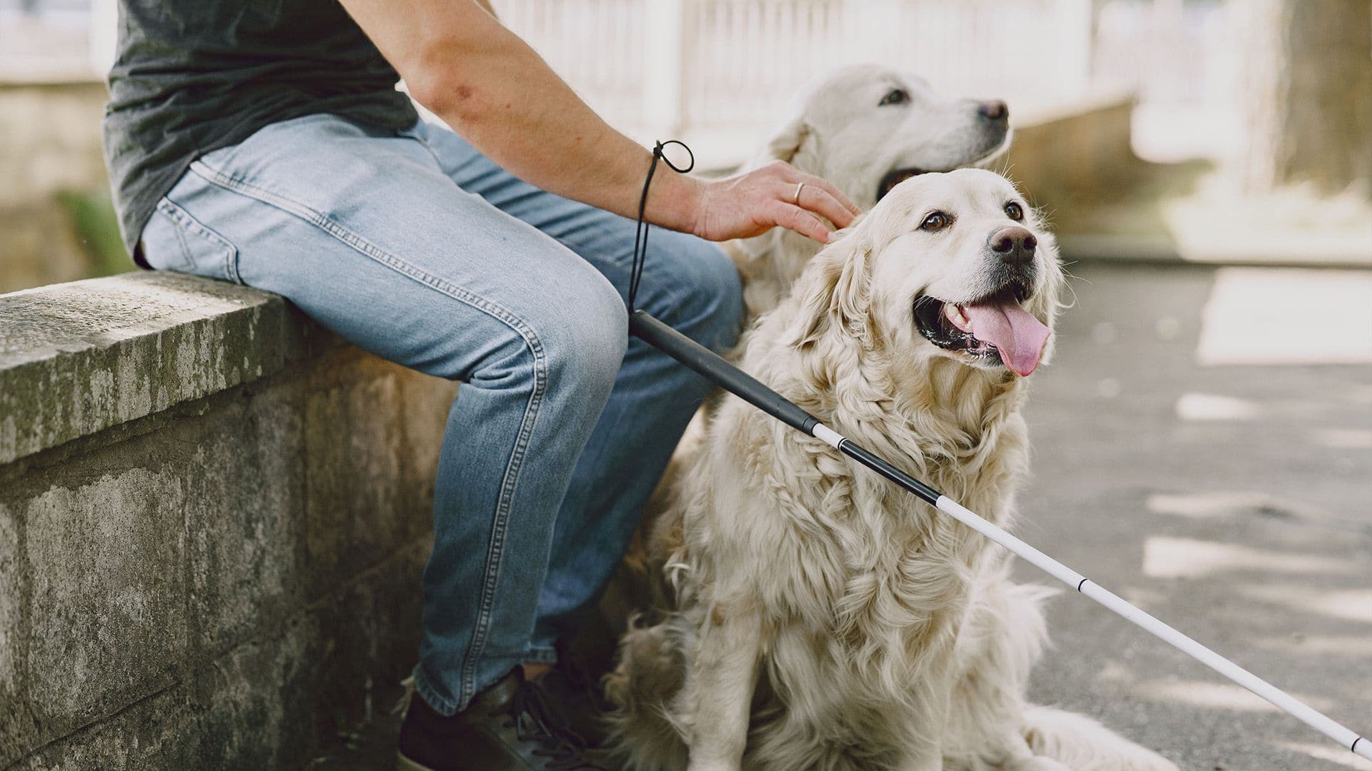 Malta Invests Over €150,000 To Train Assistance Dogs For People With Disabilities