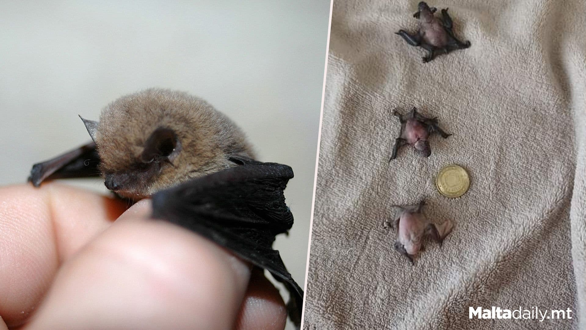 Debunking Myths For Bat Appreciation Day!