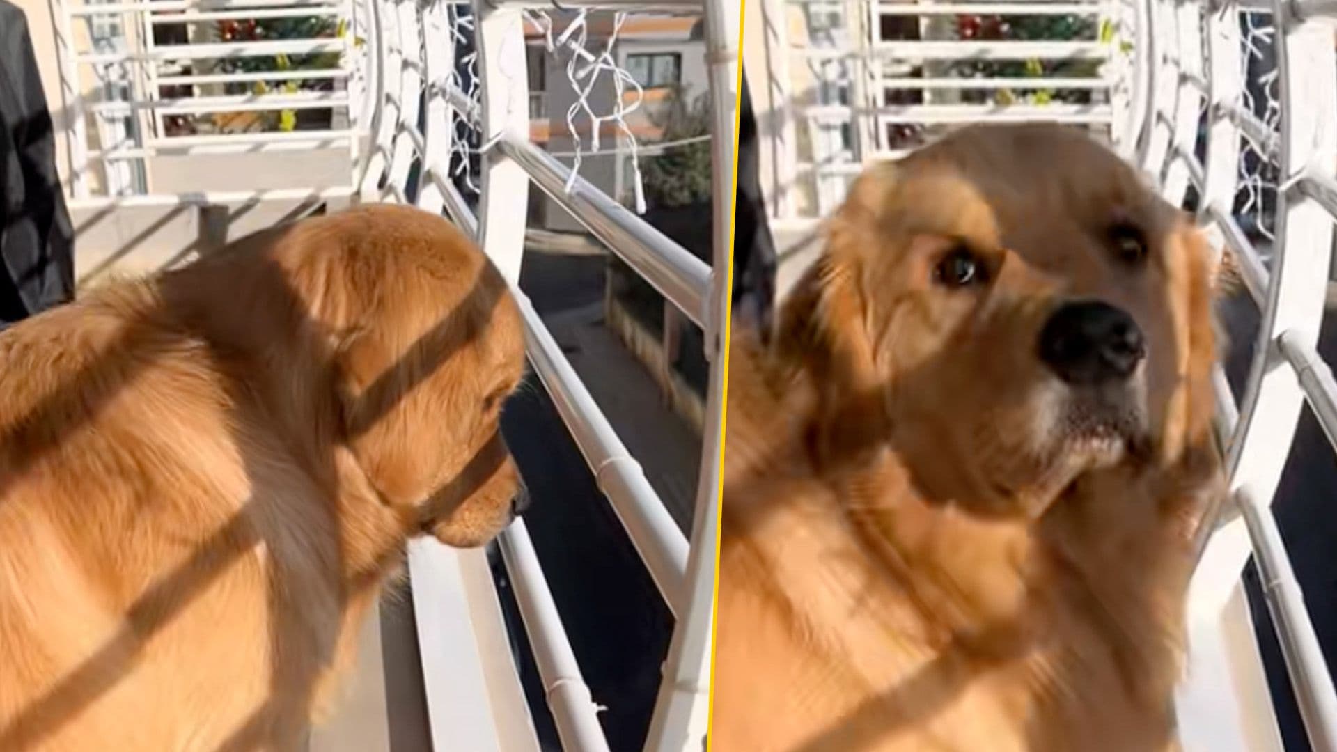 Adorable Dog Listens To Students At School Concert From Balcony