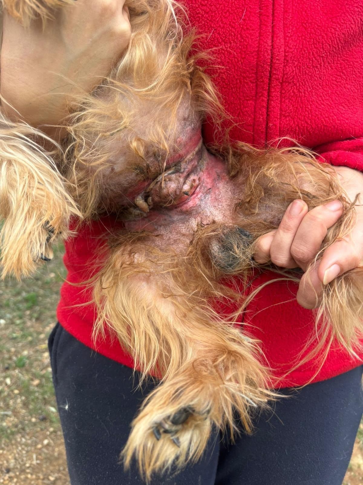Rescue Dog Severely Injured After Wearing Nappy For Years