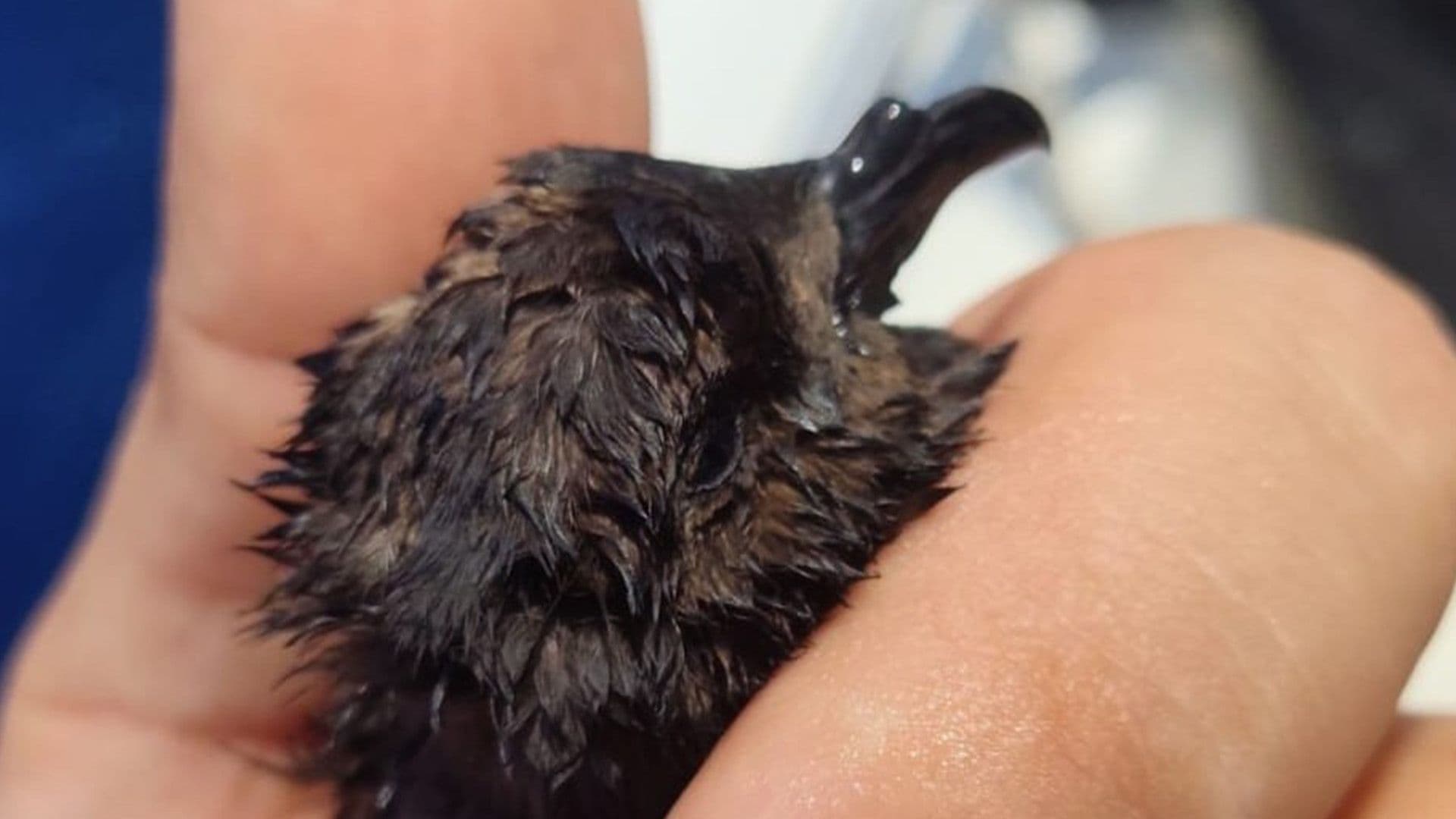 ERA OFFICERS RESCUE JUVENILE MEDITERRANEAN STORM PETREL