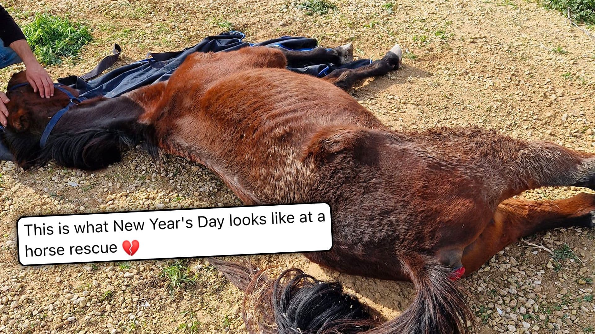Neglected Horse Dies of Hunger & Thirst on New Year’s Day