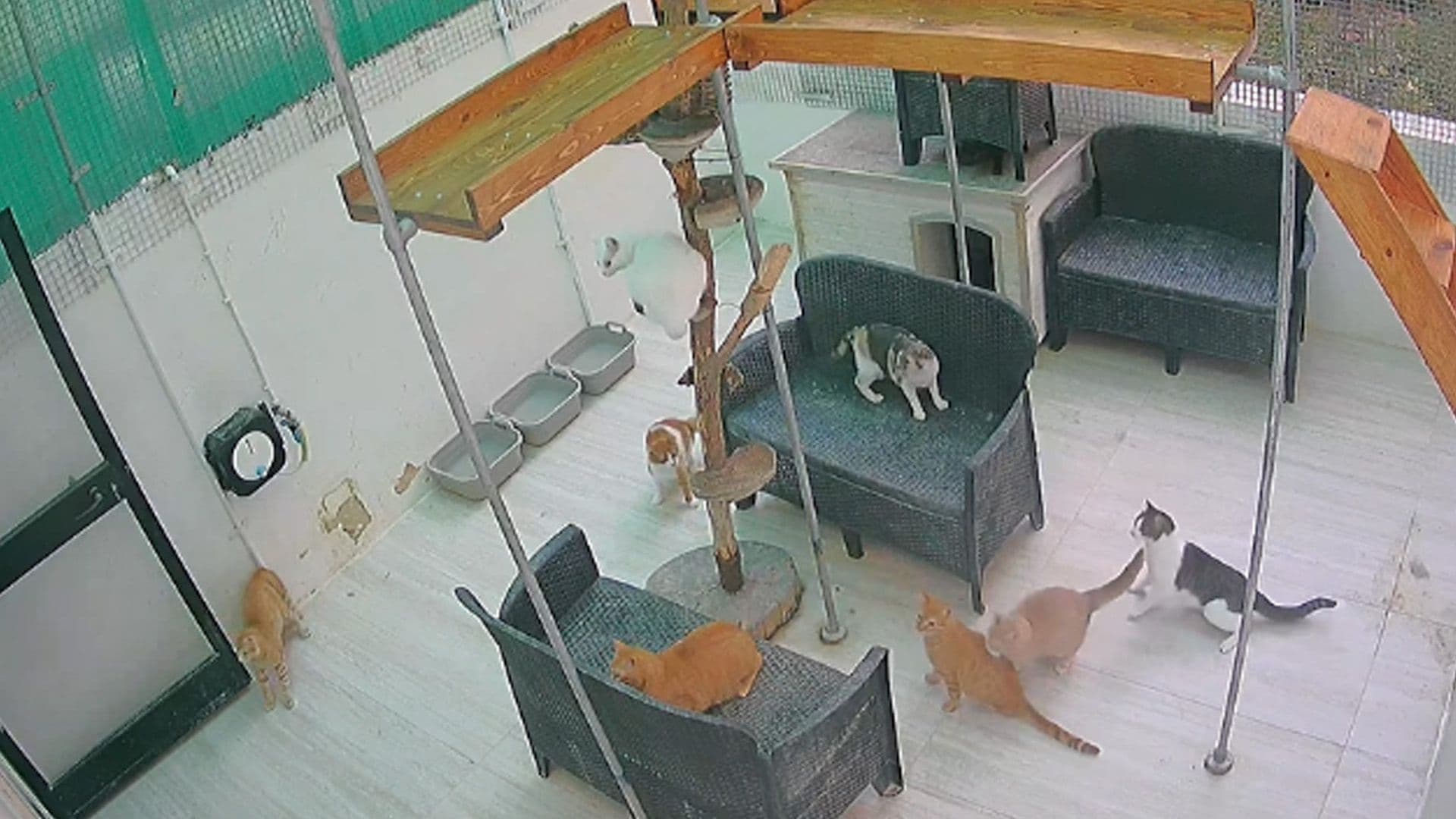 Watch: Shelter Cats React To Magħtab Explosion