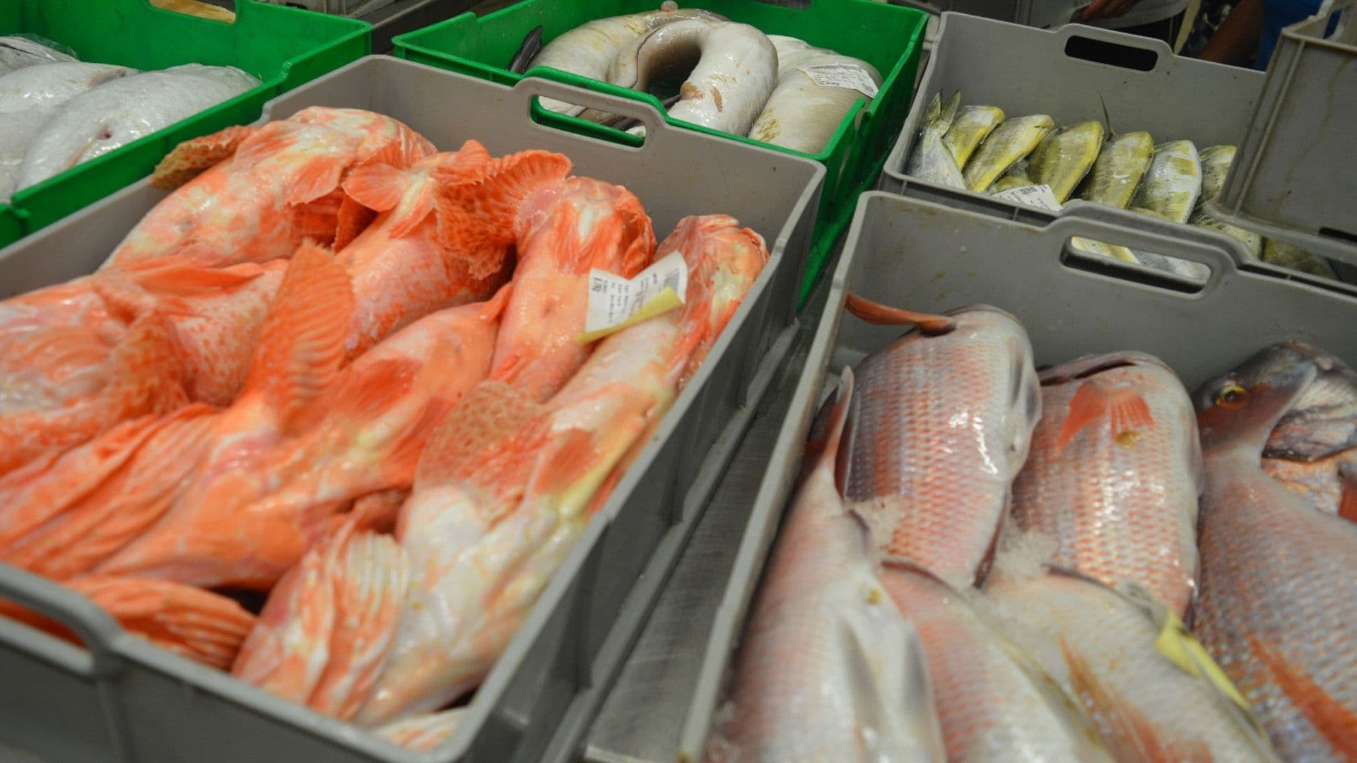 Fish Fest Returns On The 19th And 20th Of September