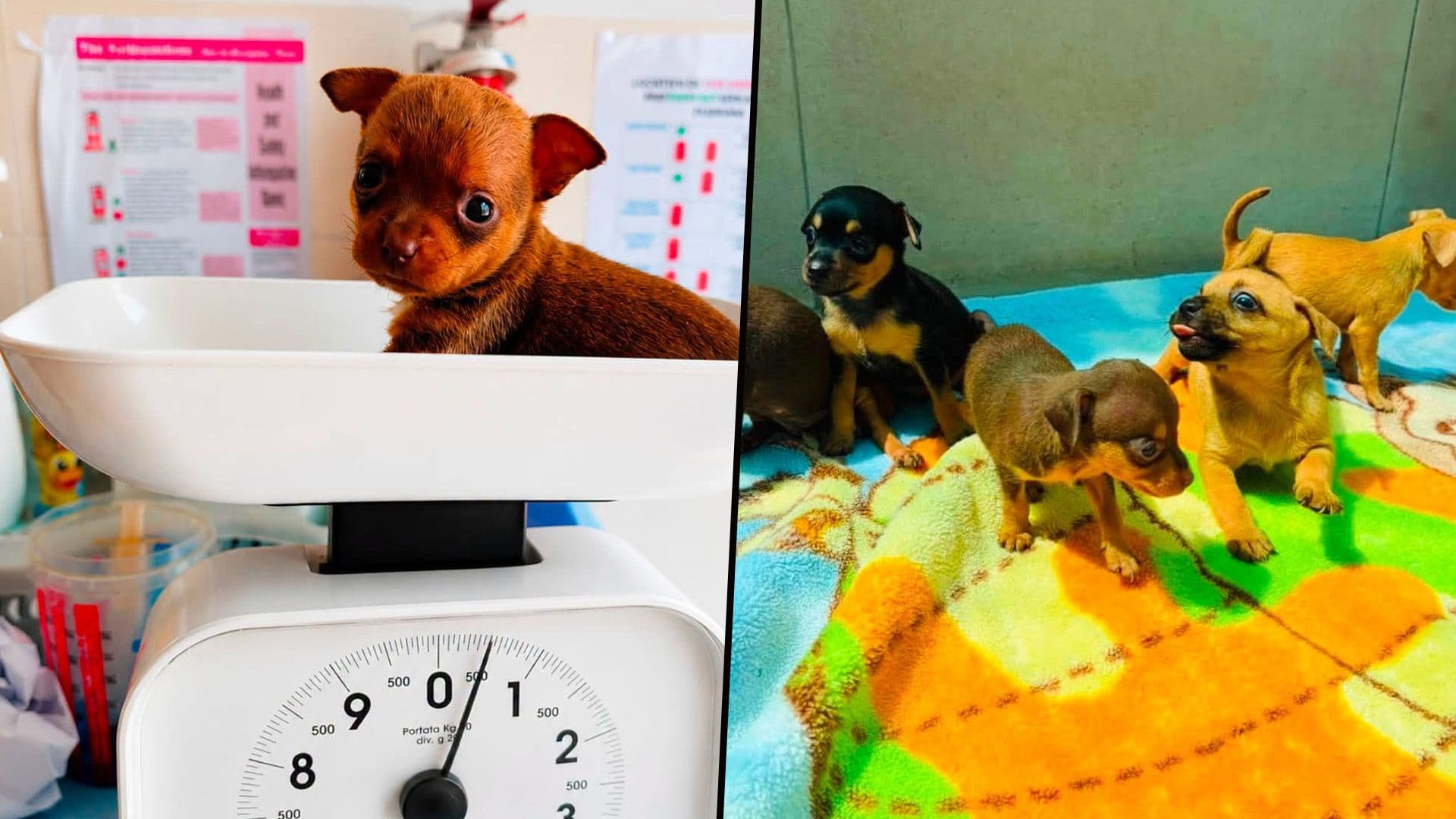 Just 600g In Weight: 1 Of 10 Adorable Shelter Dogs Looking For A Home