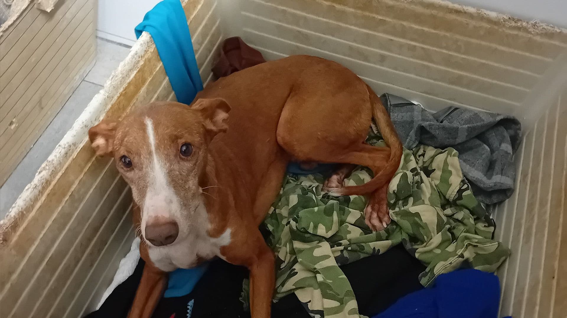 Local Shelters Shed Light On Stray Animals During Storm