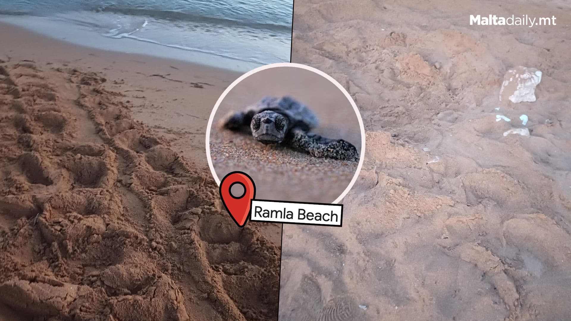 Third Turtle Nest Found At Ramla L-Ħamra, Gozo