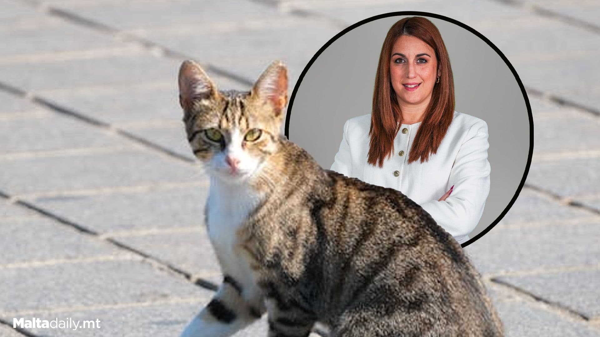 Over 700 Cats Neutered In 2025: Total Of Over 4,500 Since 2023