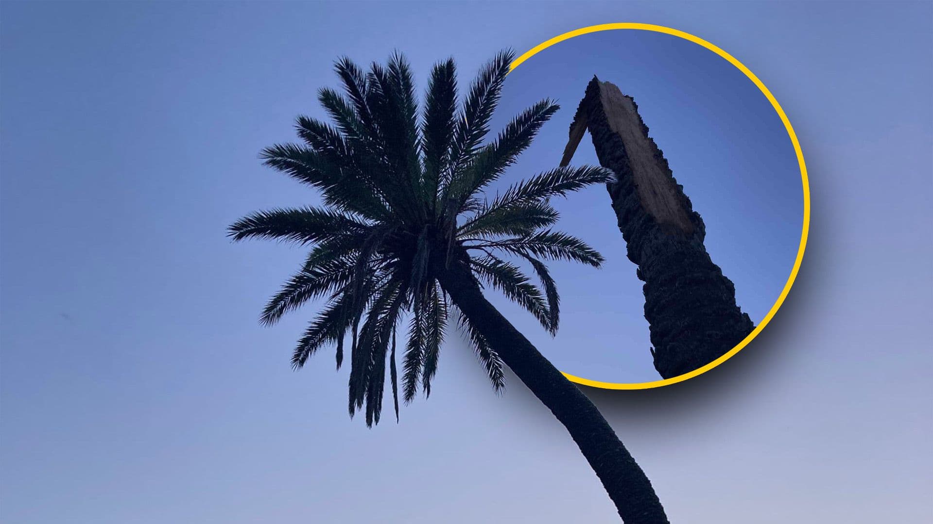 200 Year Old Palm Tree Snaps During Storm Harry