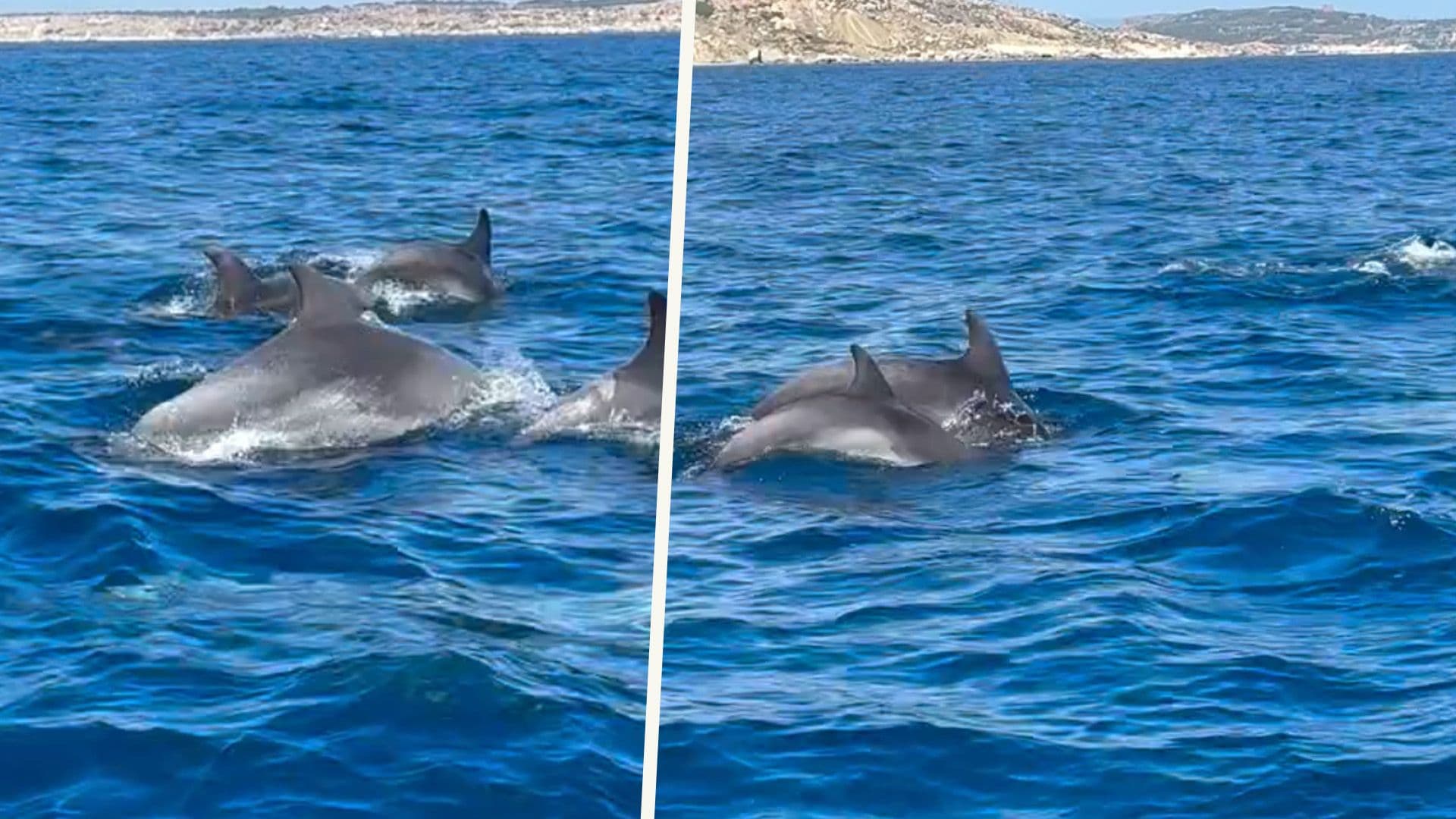 Watch: Large Pod Of Dolphins Spotted Off Maltese Coast