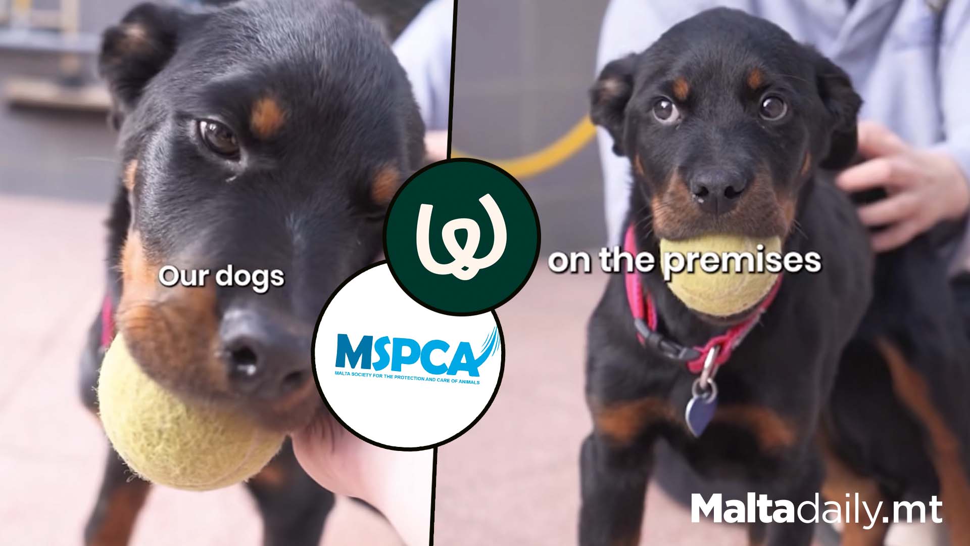 MSPCA Dogs & Cats Need Fostering For Shelter Refurbishment