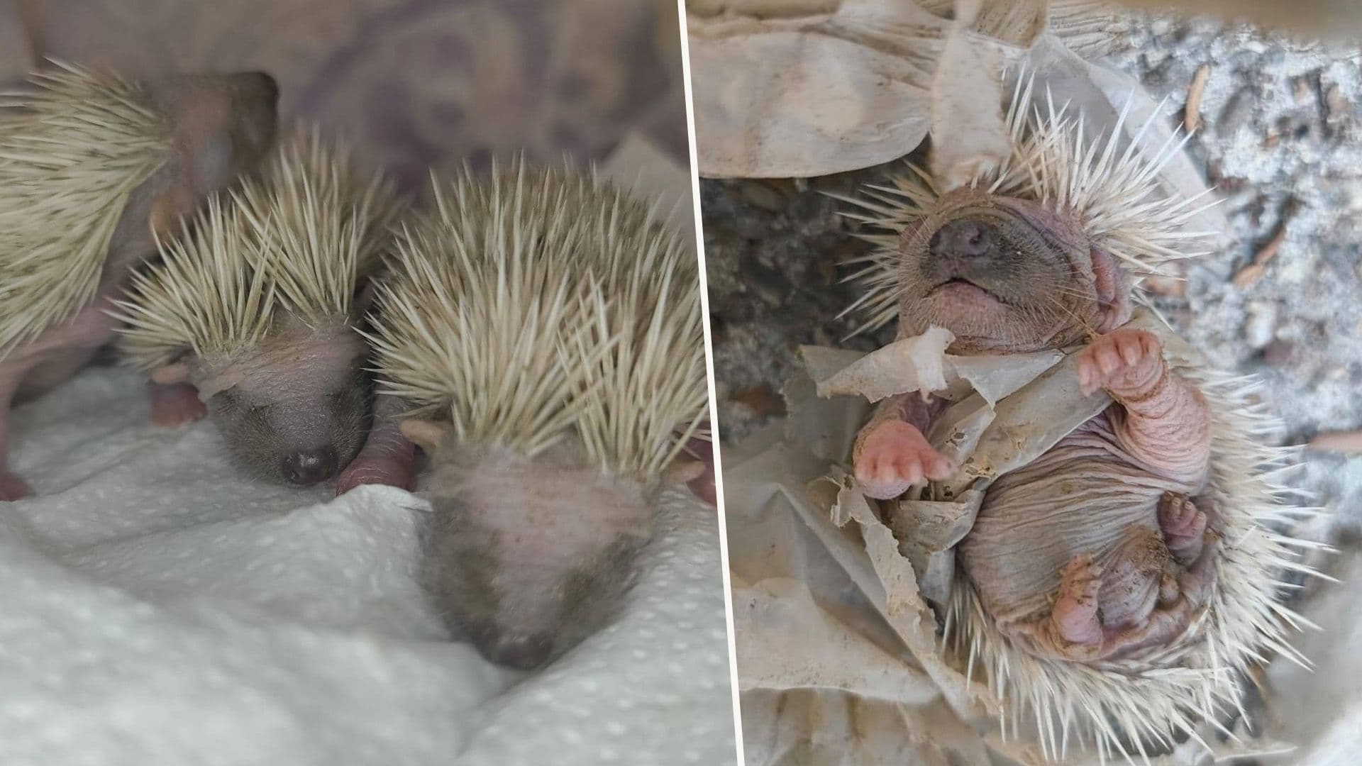 Three Hoglets Found Tangled Up In Plastic Under Floriana Guard Booth