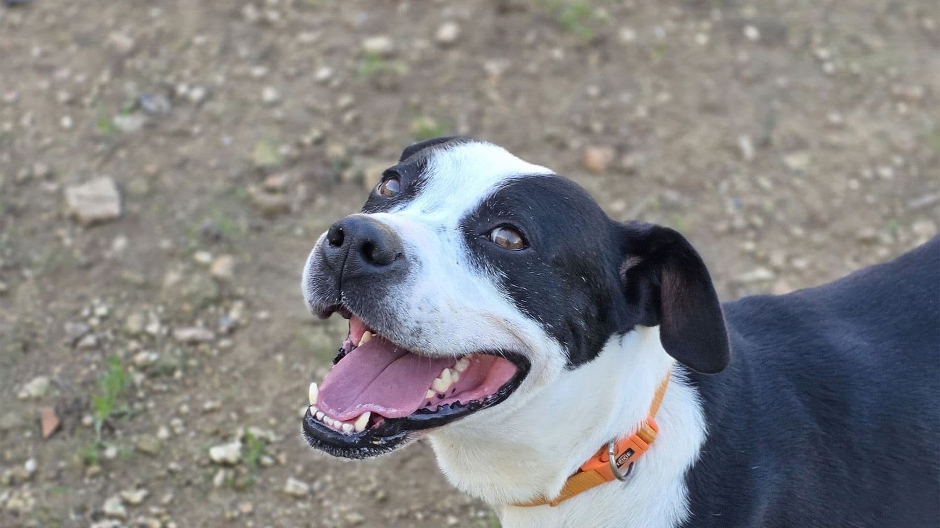 Jimmy The Rescue Dog Recovers From Gunshot Wound And Awaits Forever Home