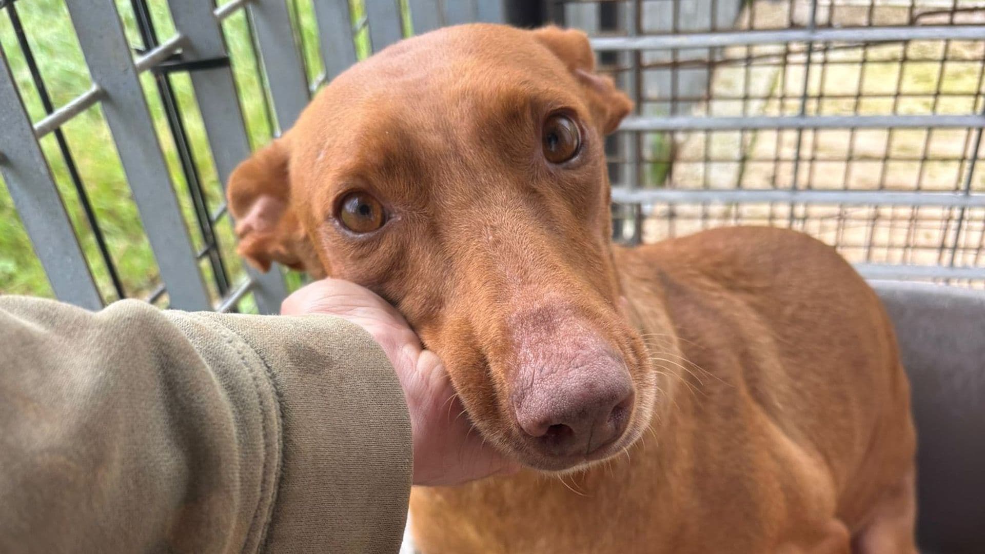 Angelina Is Waiting For Her Forever Home!