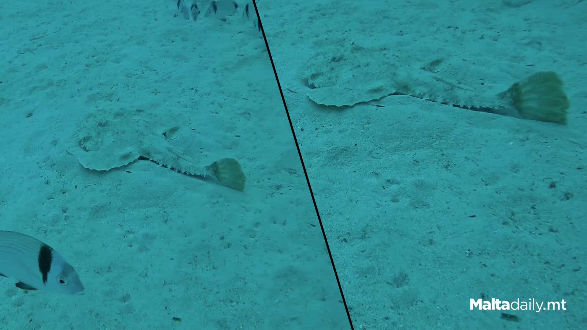 The Anglerfish Filmed In Maltese Waters