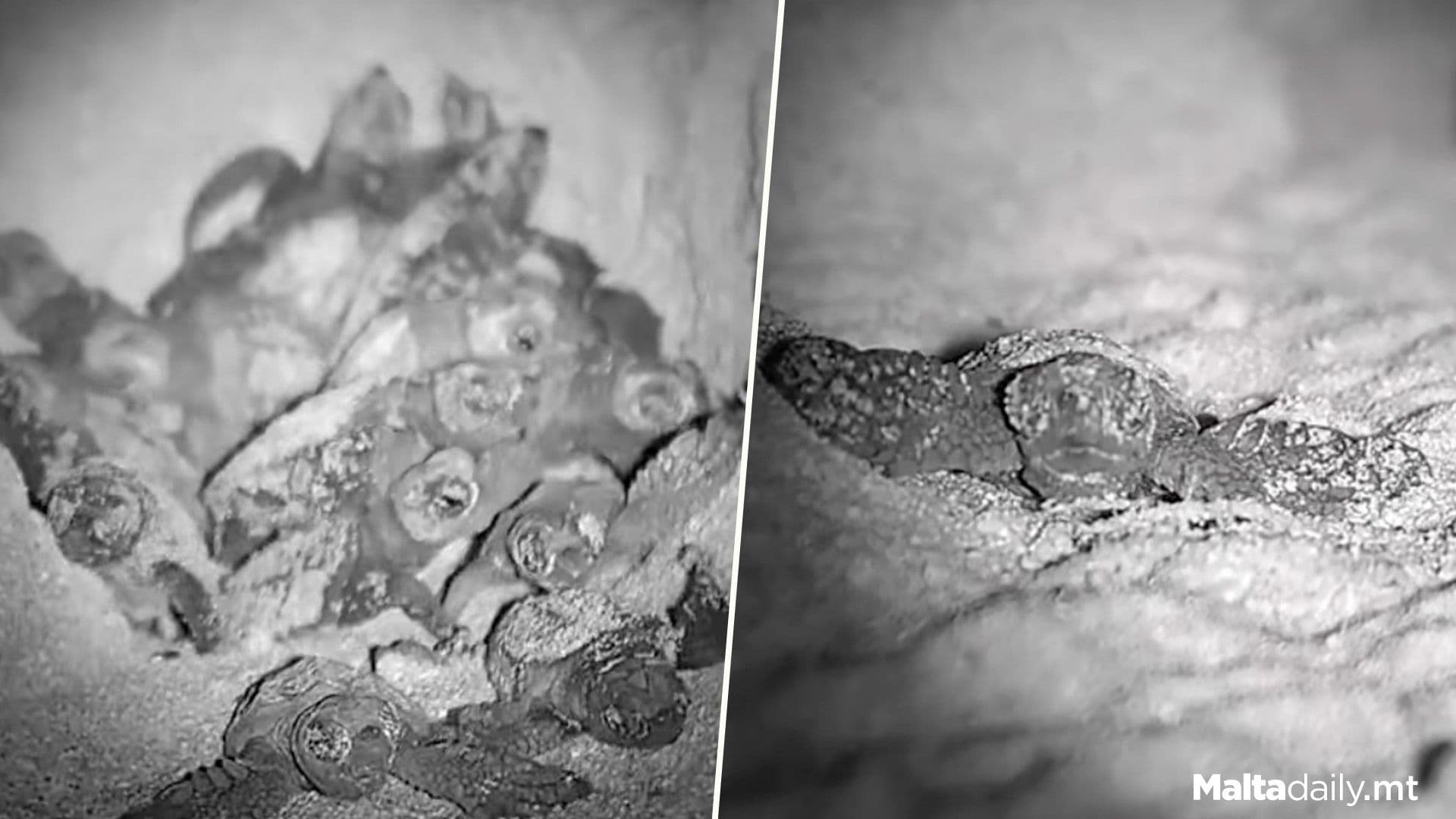 Watch: Little Turtles Hatch From Ġnejna Nest