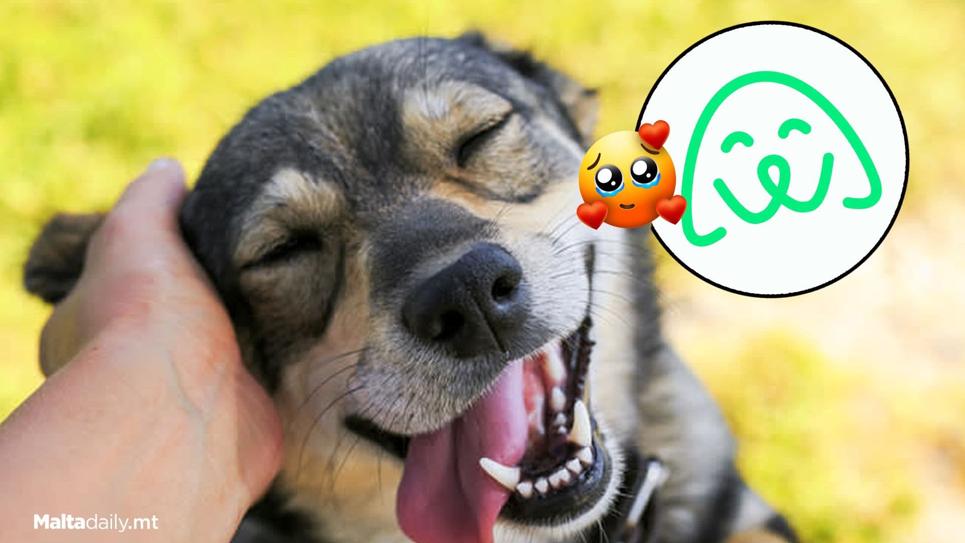 More Than 3 Animals Rescued From Maltese Streets Everyday