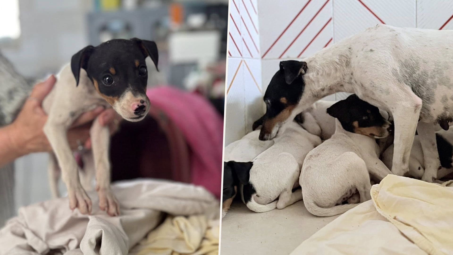 Litter Of Stray Puppies & Mum Rescued From Marsa Sports Ground