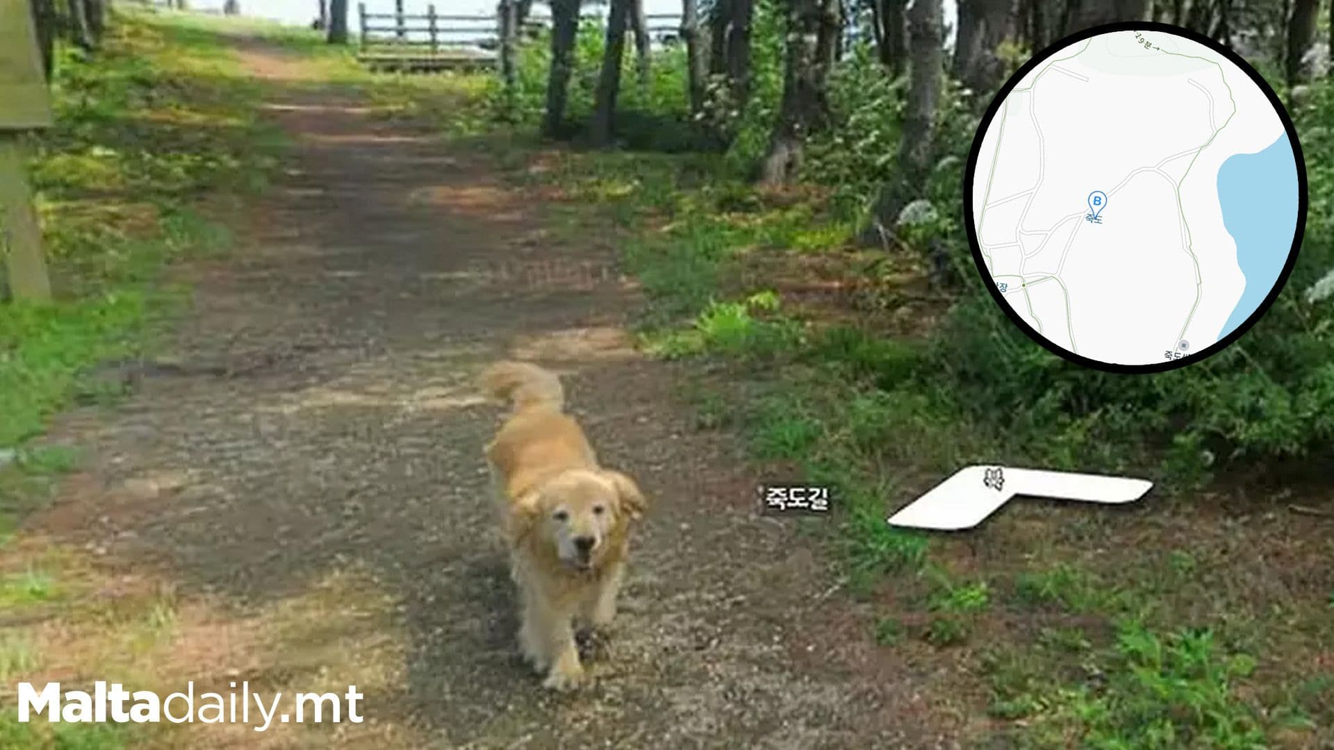 Cute Dog Photobombs Google Maps 1,000+ Times