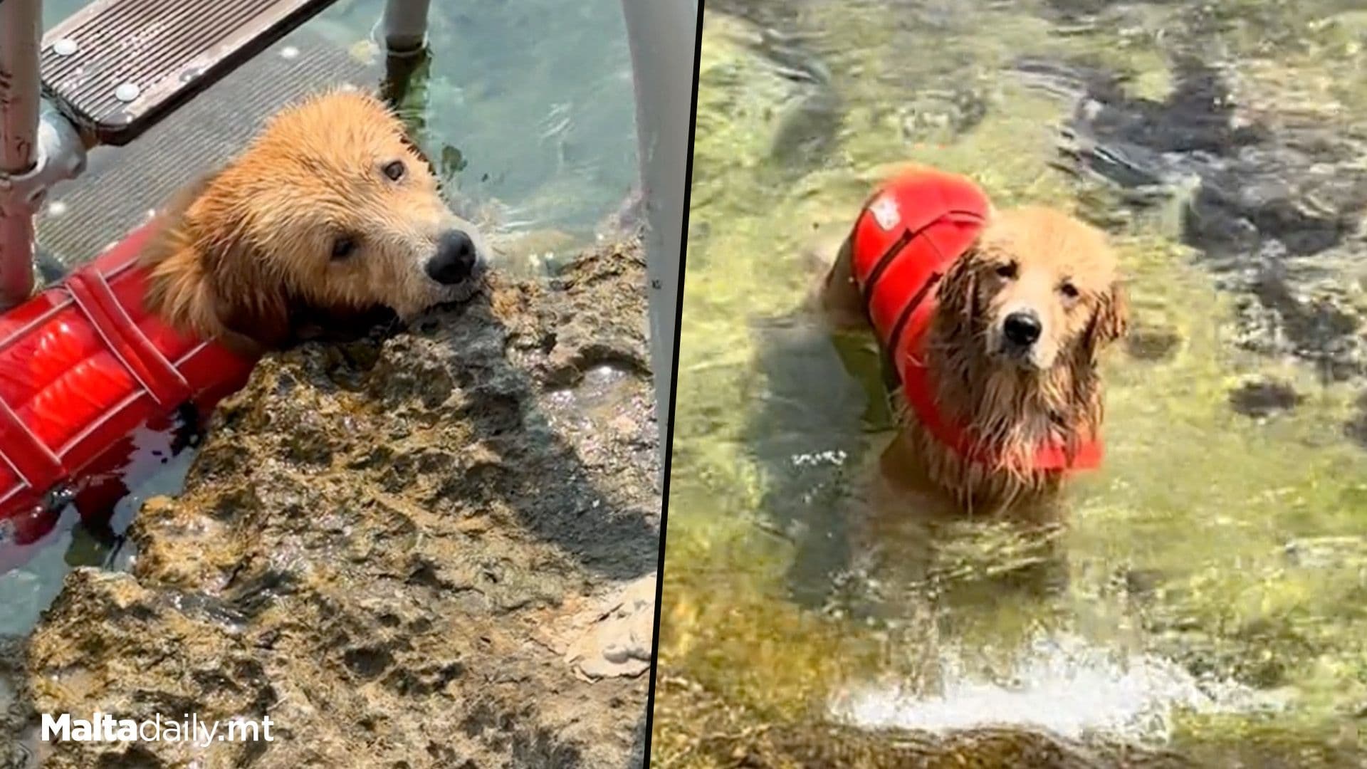 Maltese Dog Never Wants To Leave The Beach