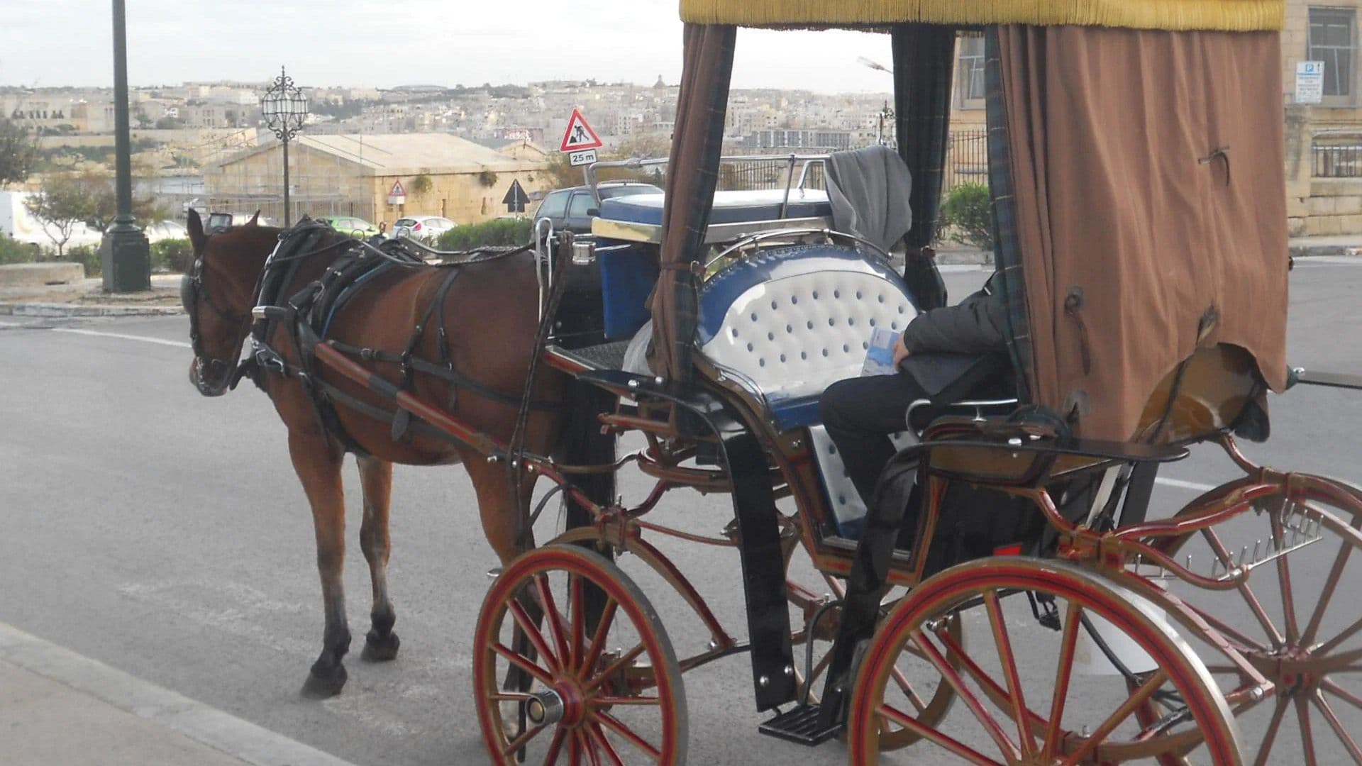 Horses Will Not Carry Passengers During Peak Heat Hours Until August’s End