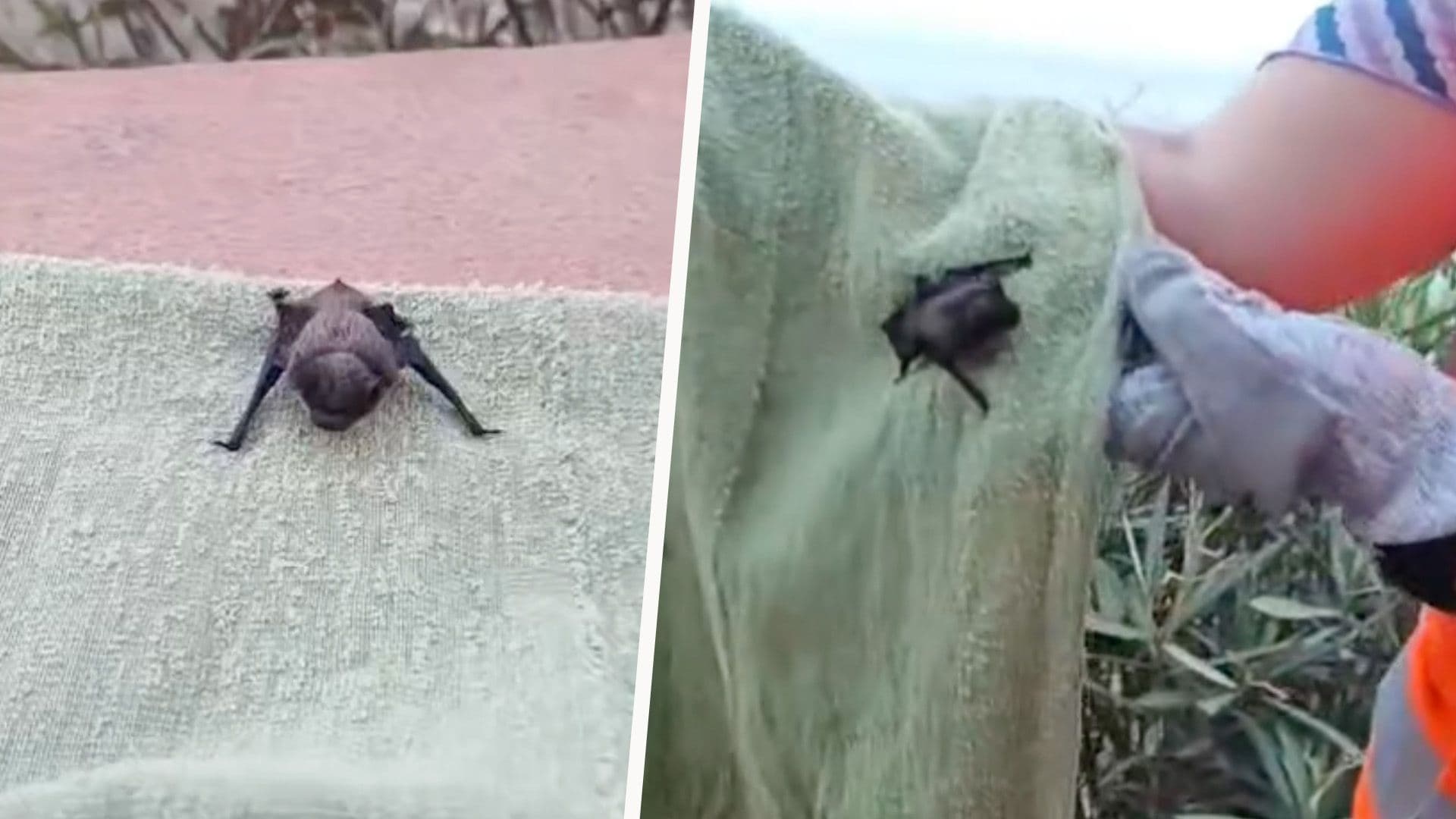 Tiny Bat Released Into Wild After Being Rescued From Shaft