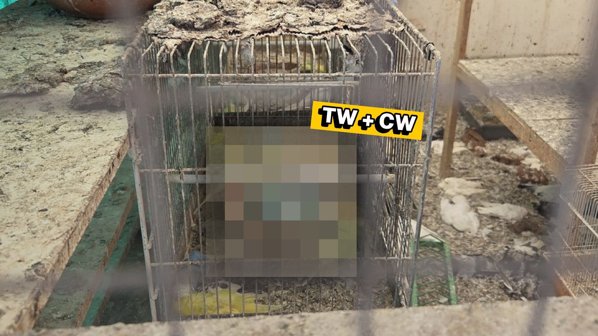 Animal Welfare Crack Down On Severe Animal Neglect Case