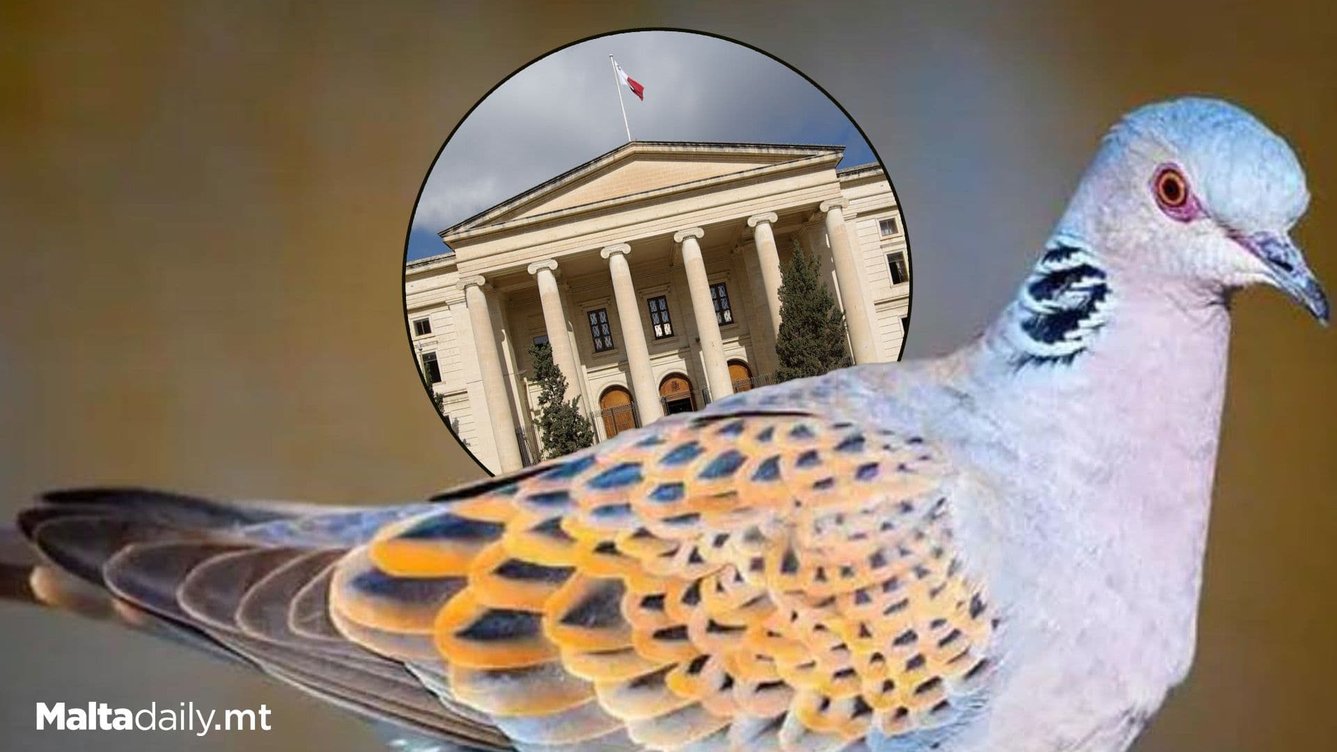 Court: Quail Spring Hunting Season To Open Wednesday