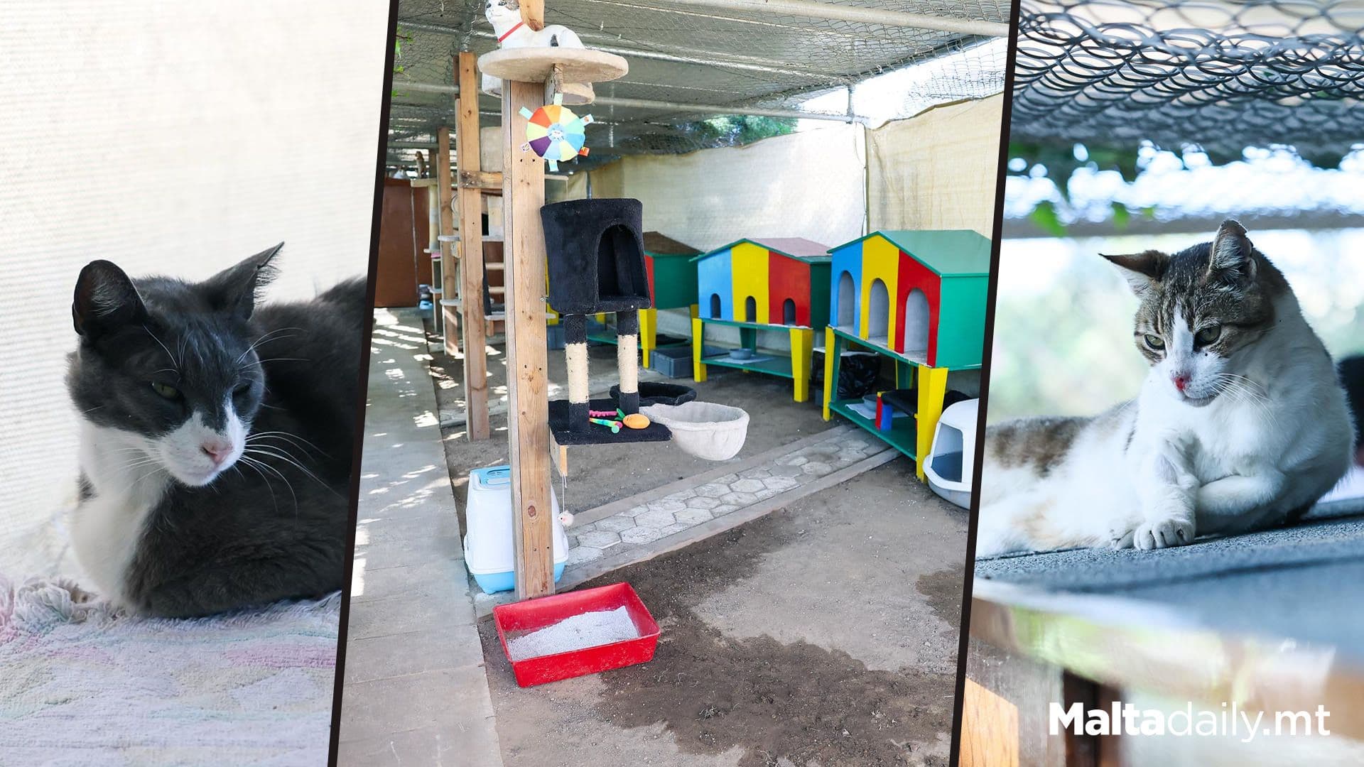 First Cat Cafe In Żurrieq