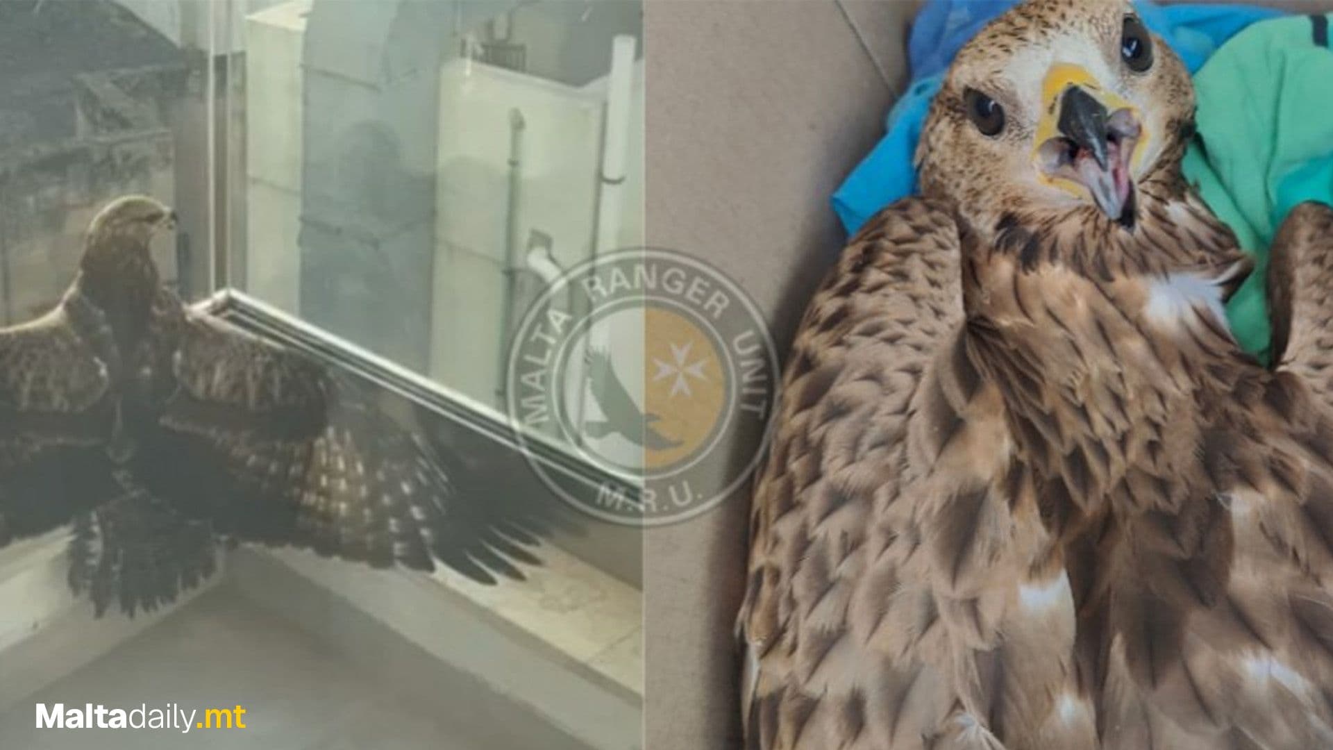 Honey Buzzard Found Unable To Fly On St Julian’s Hotel Balcony