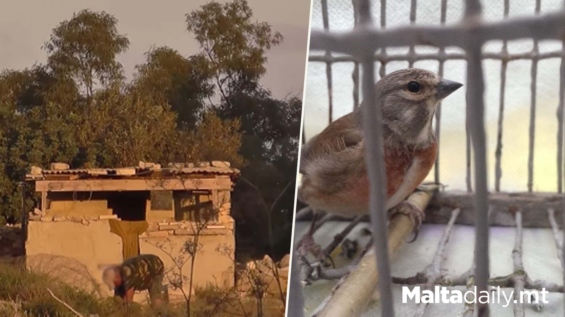 BirdLife Malta Presents Finch Trapping Abuse Evidence To EU Court