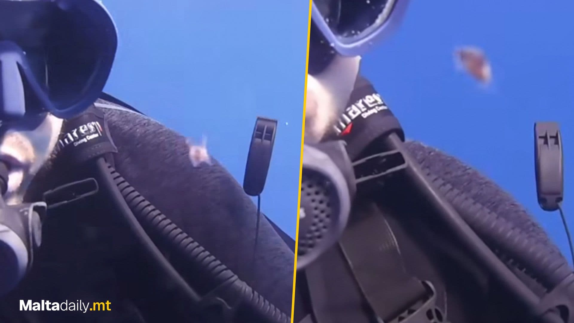 Local Diver Shows Tiny ‘Sea Butterfly’ Snail