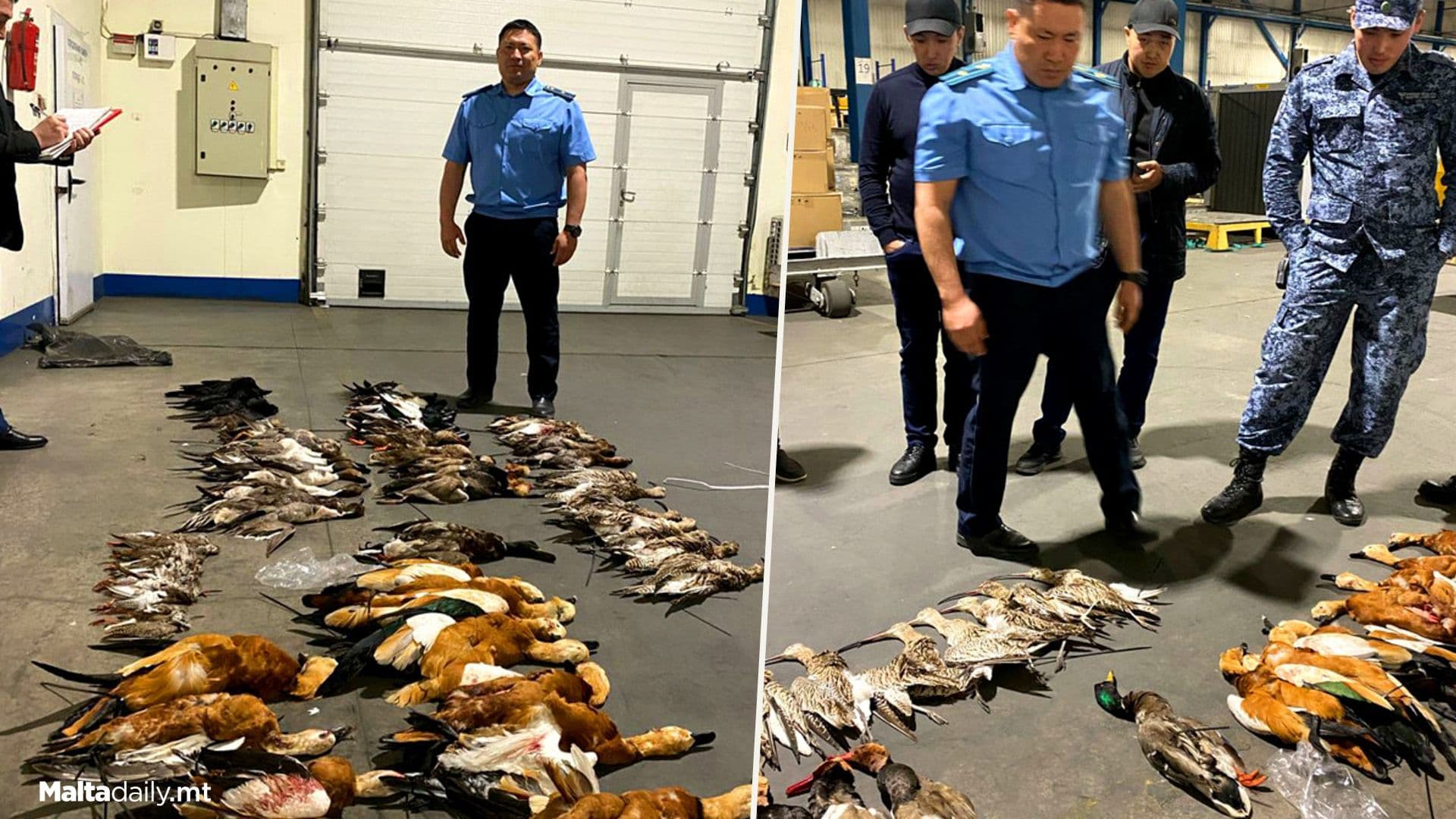 5 Maltese Detained At Manas For Exporting Wildlife Specimens