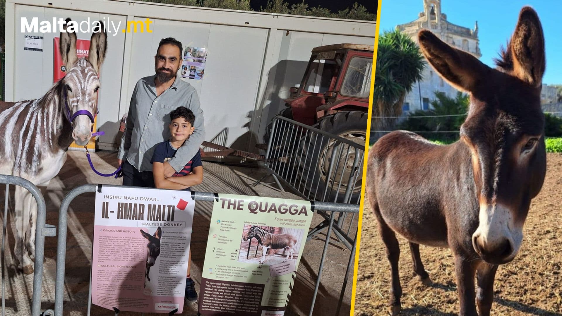 Nora The Donkey Brings Extinct Guacca Zebra Back To Life