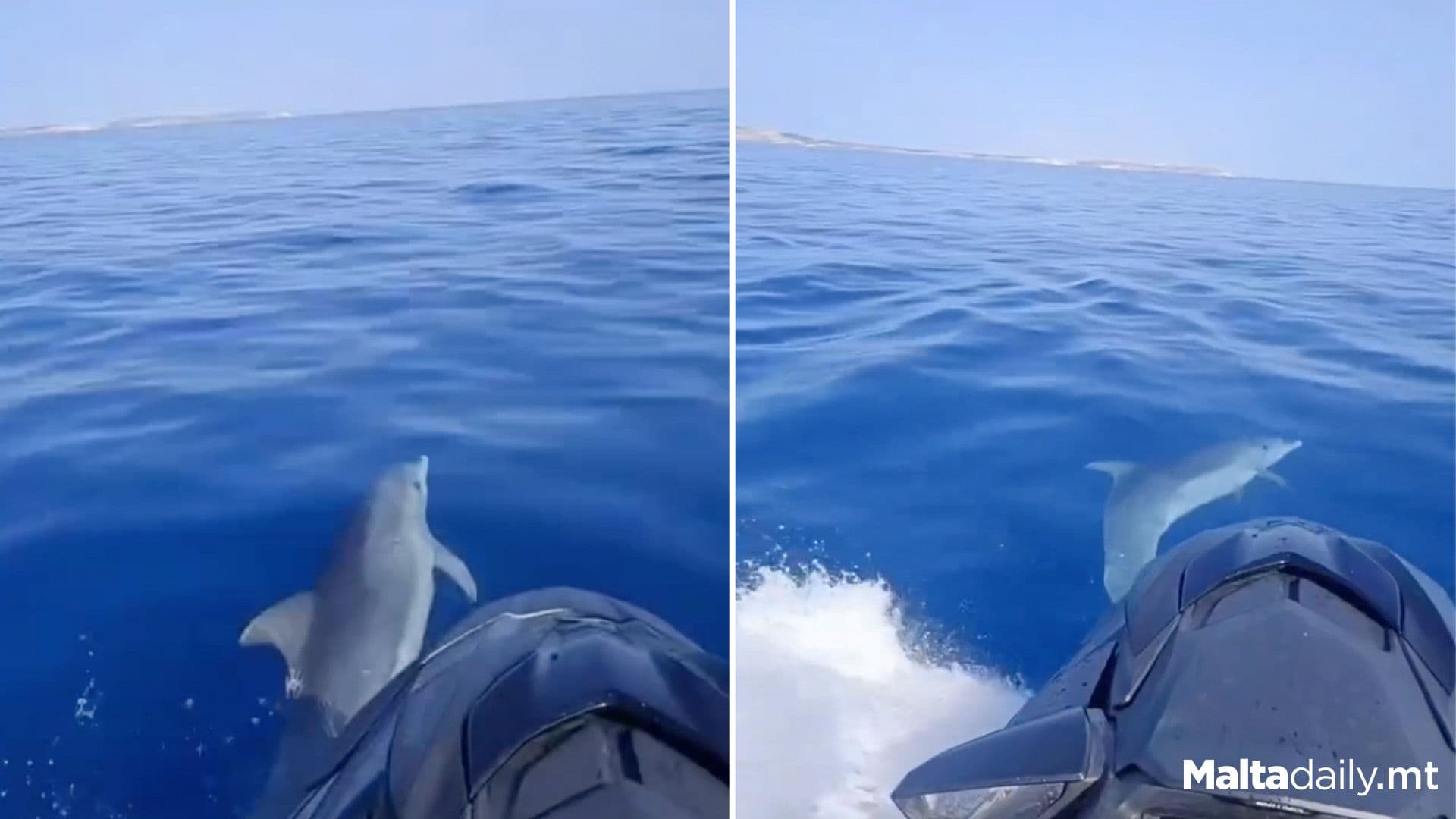 Dolphin Spotted Playing With Jetski