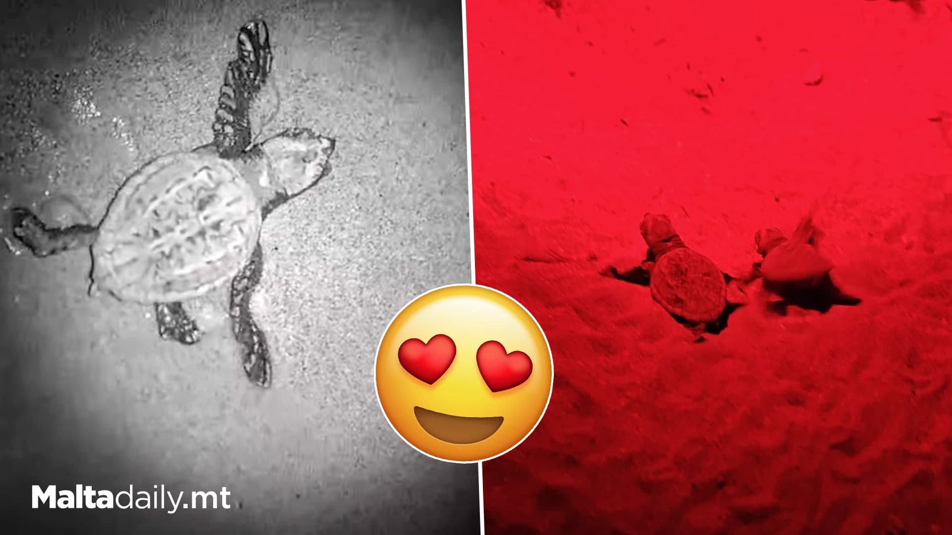 Second Turtle Nest Of 2025 Begins Hatching