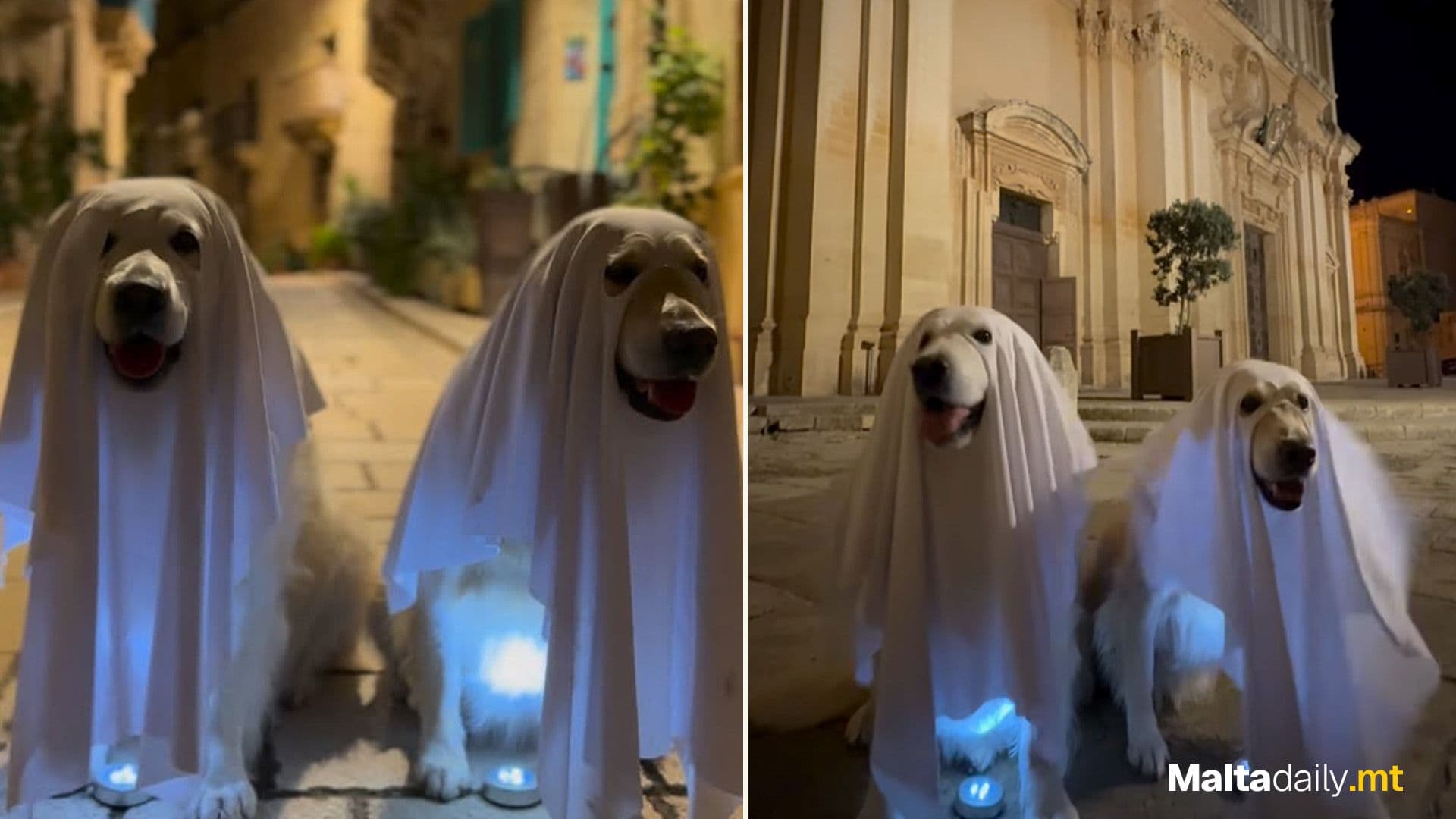 Bailey & Whiskey Haunt Imdina In Ghost Costumes!
