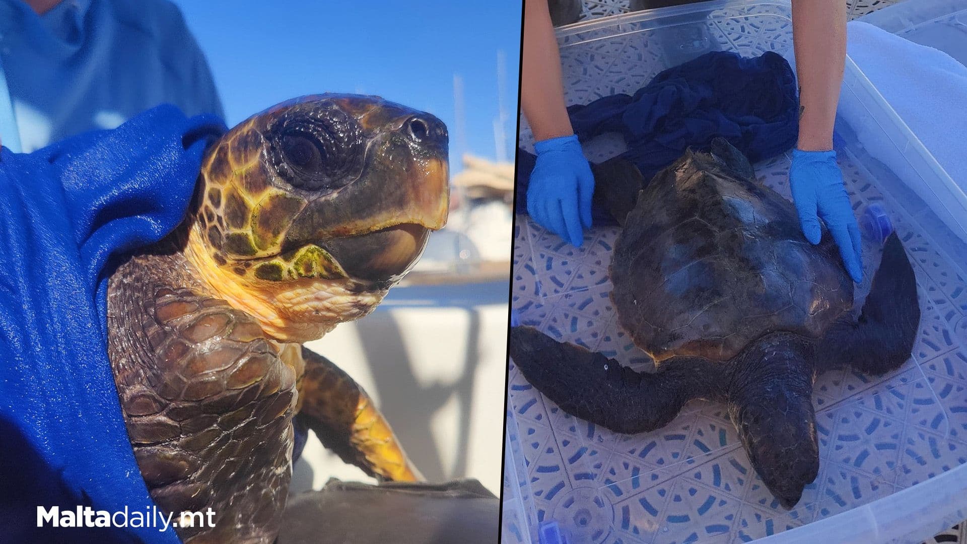Scouting Trip Turns Into Turtle Rescue Mission