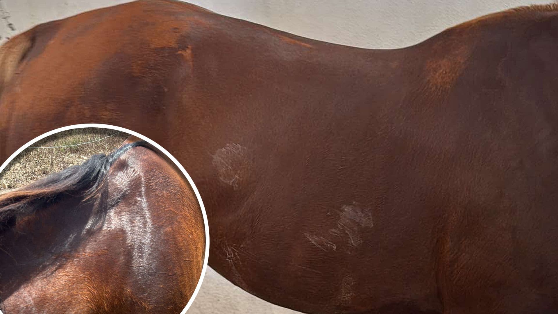 SECOND CHANCE HORSE RESCUE REACHES BREAKING POINT AFTER 11 MONTHS WITHOUT ELECTRICITY AND RUNNING WATER