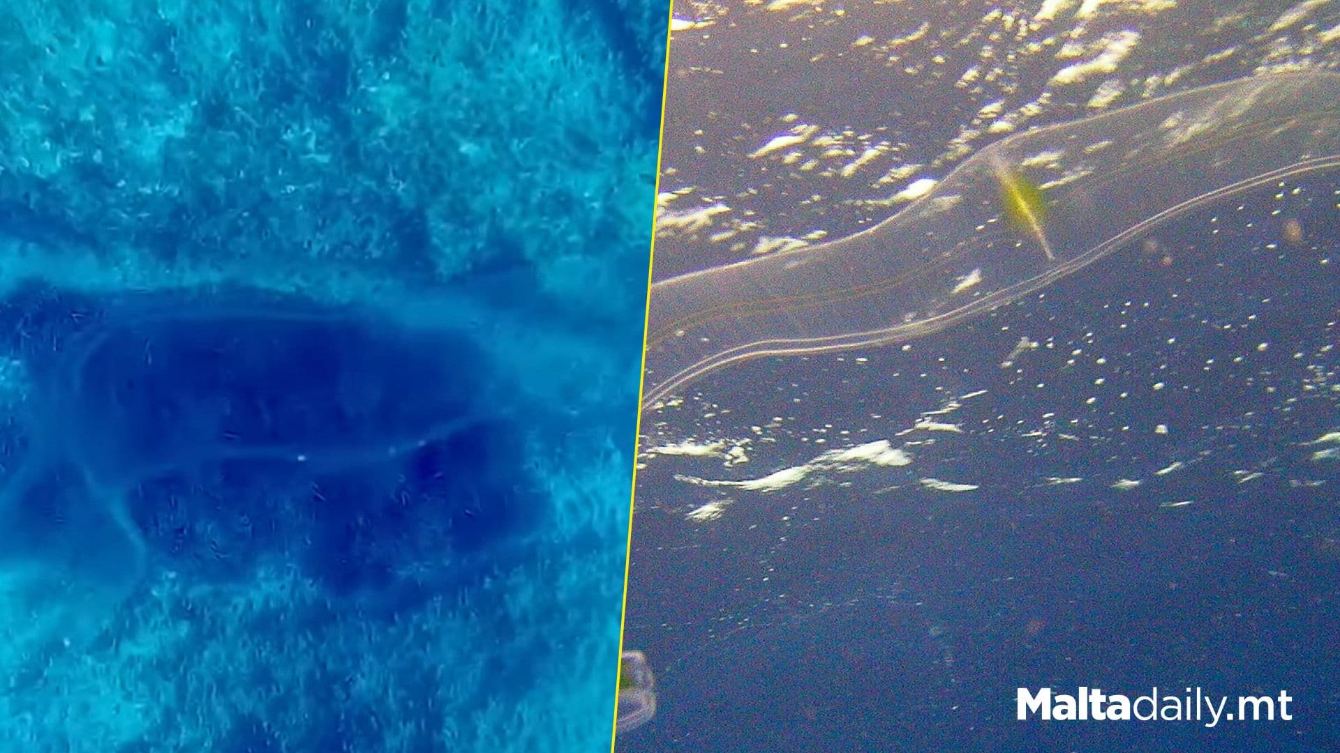 ‘Plastic? Nope!’: Largest Of Comb Jellies