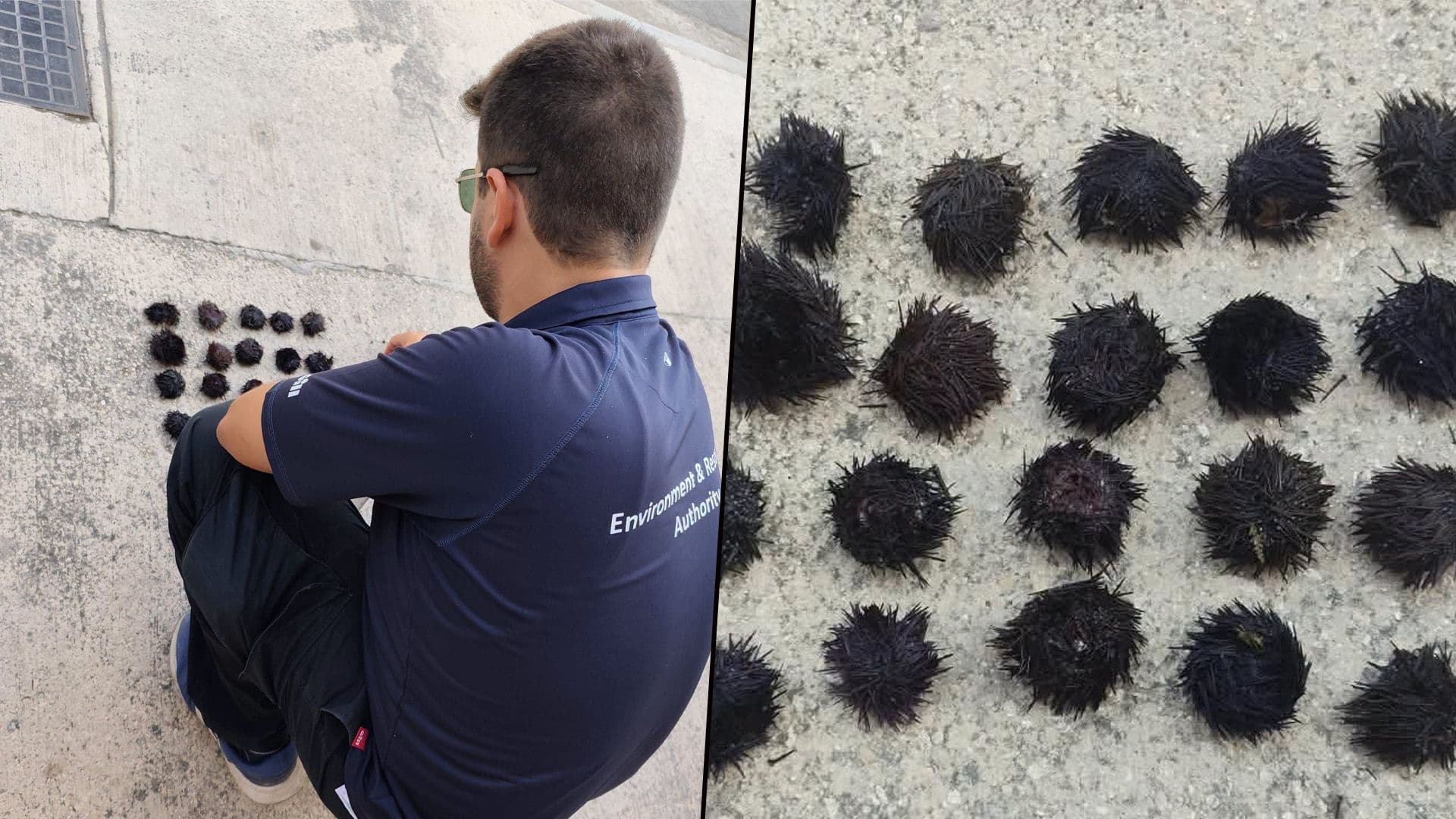 Man Apprehended For Illegally Harvesting 25 Protected Sea Urchins
