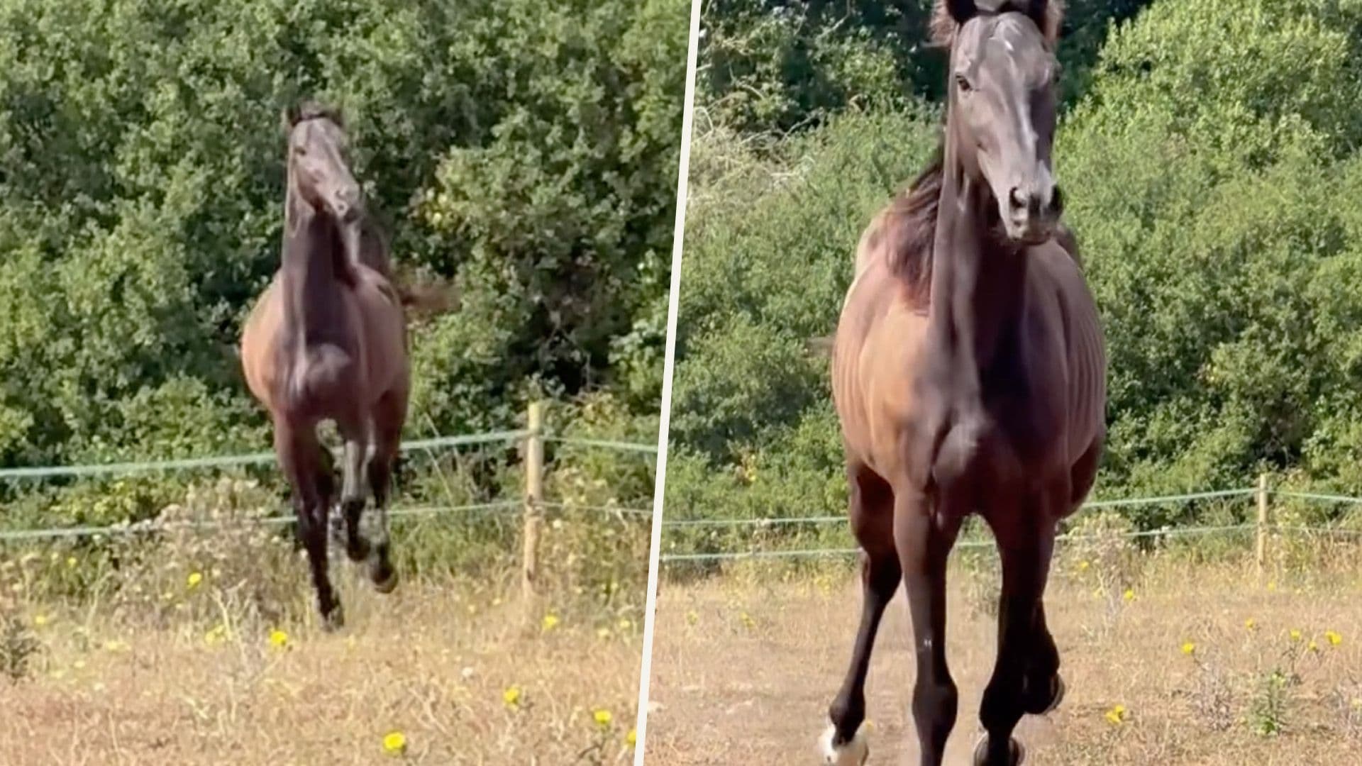 Maltese Horse Smokey Enjoys First Open Green Field Run In UK
