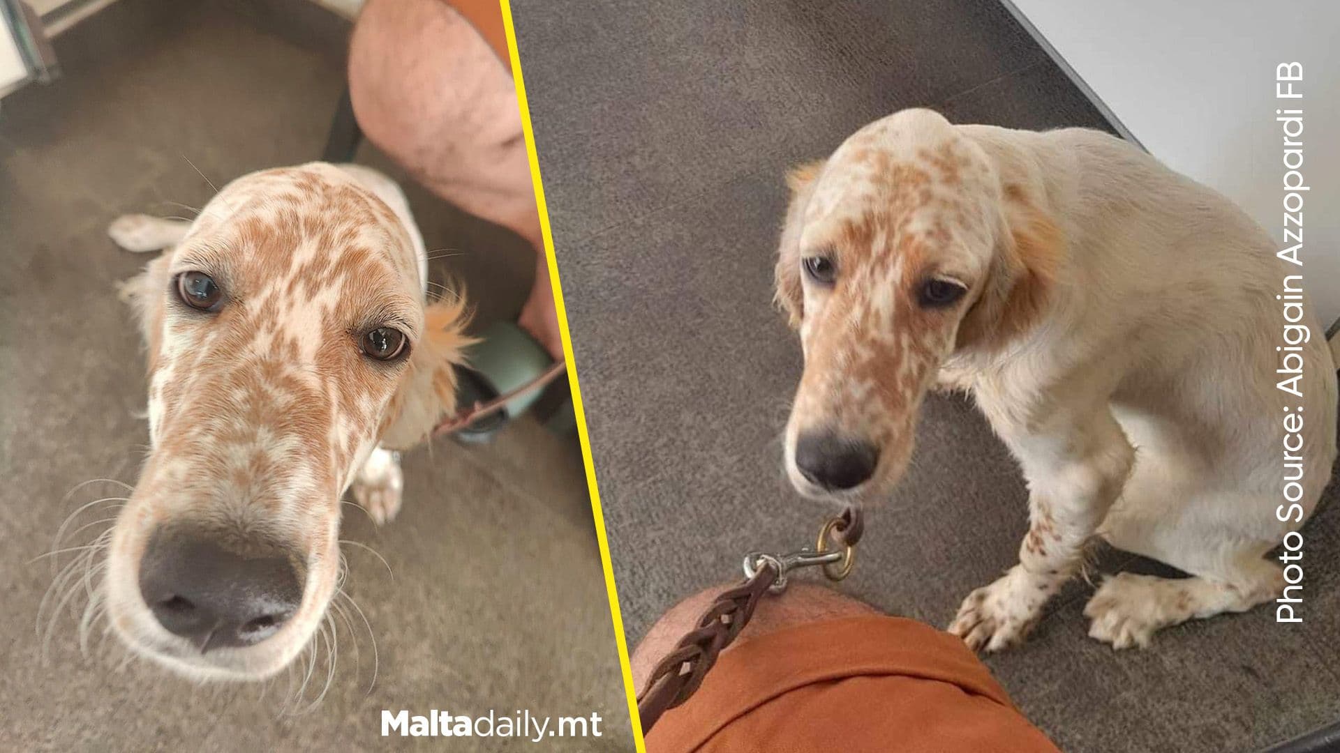 Lost Dog Found Safe and Sound