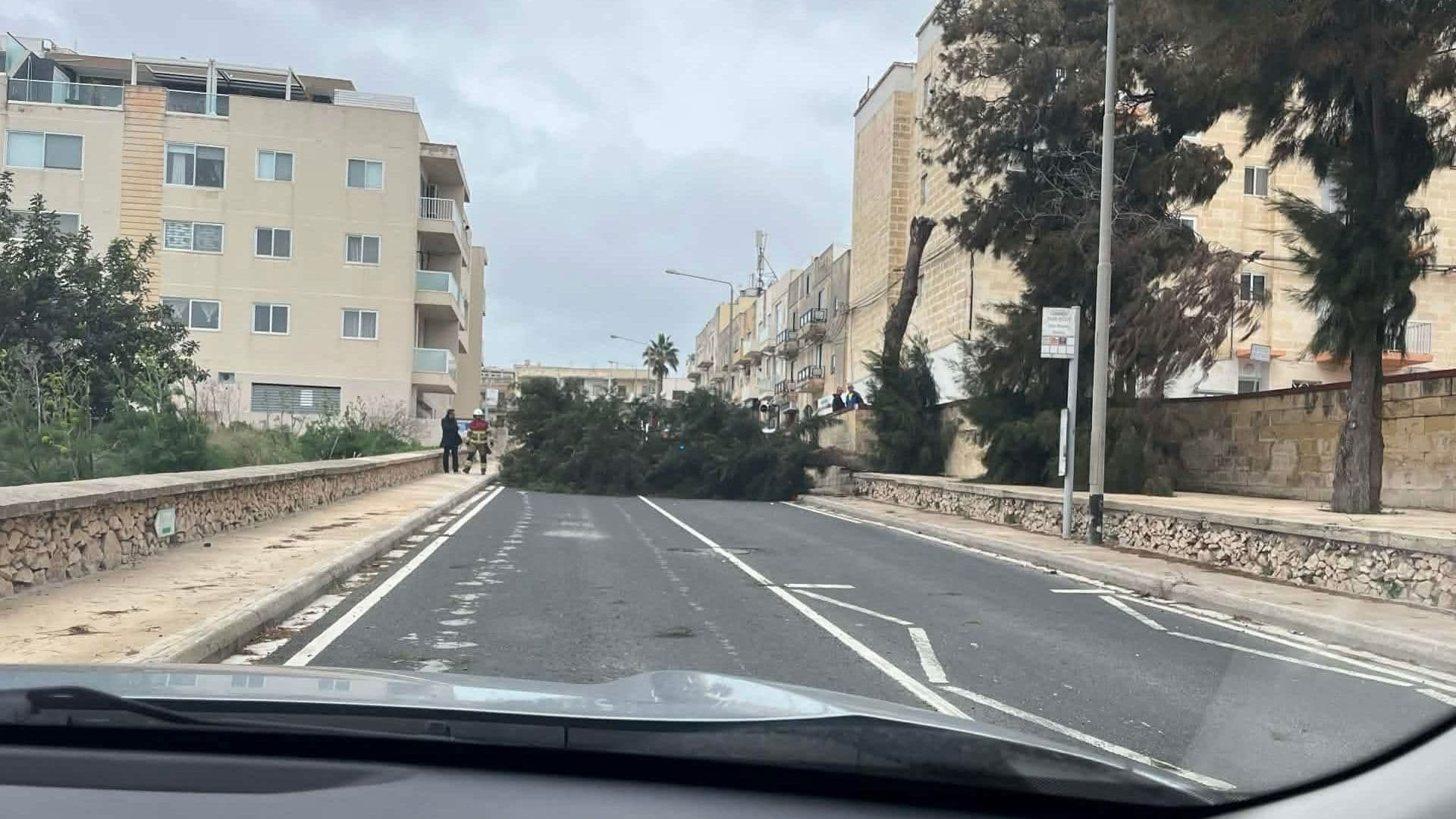 Tree Falls In San Ġwann Due To Strong Winds