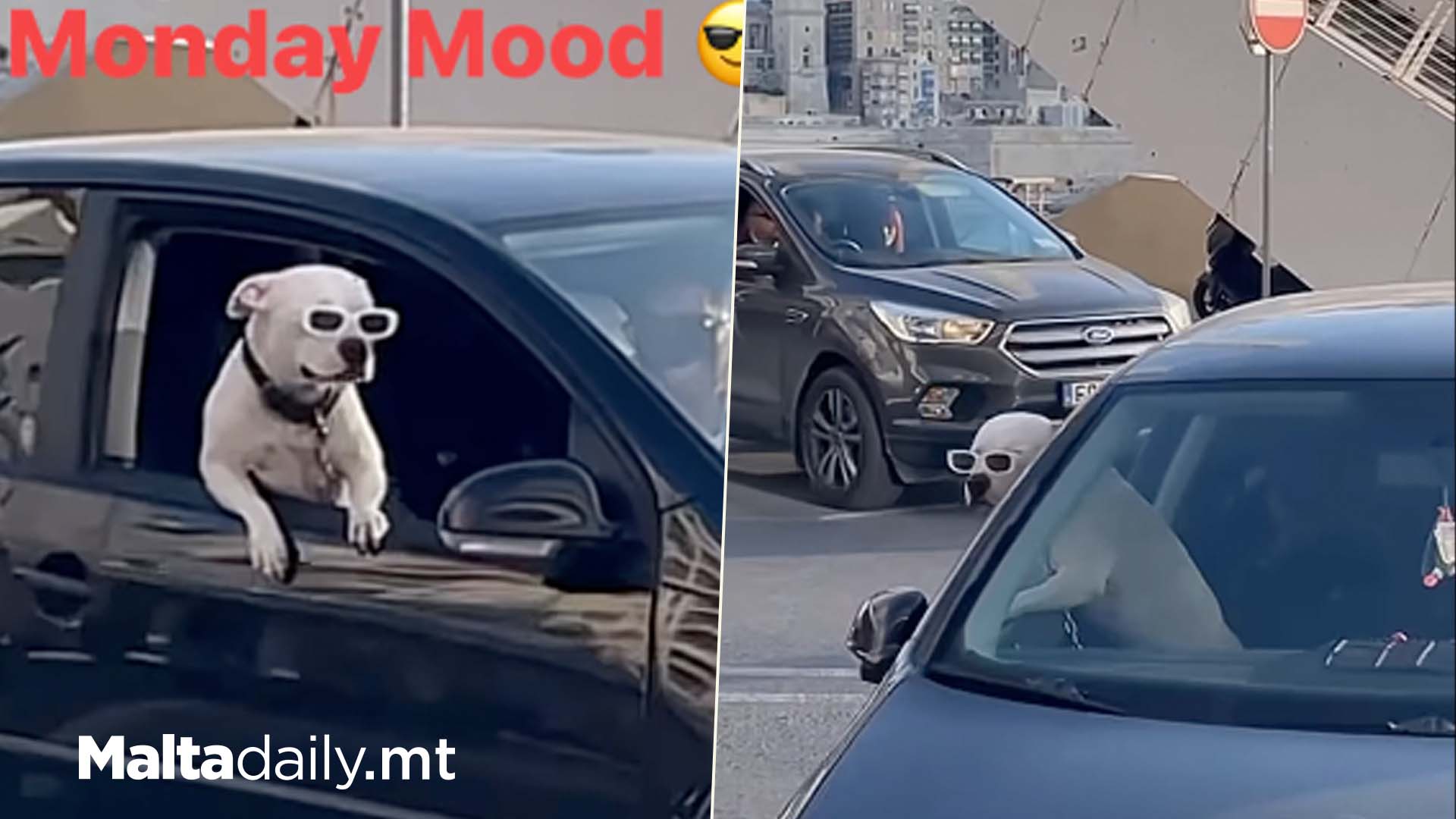 Is This Malta’s Coolest Dog?