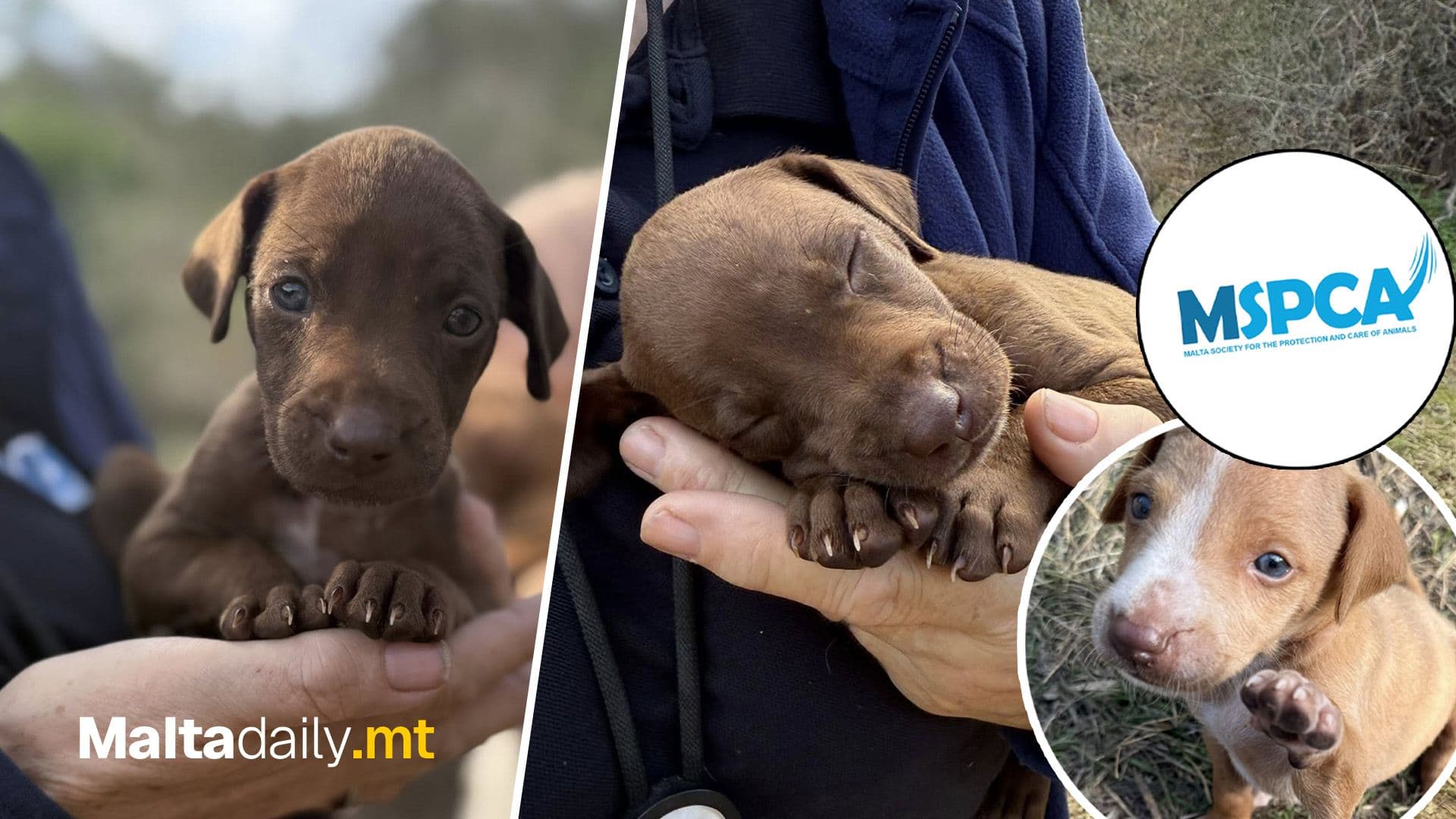 MSPCA Confirms L-Aħrax Puppies Now Safe In Their Care