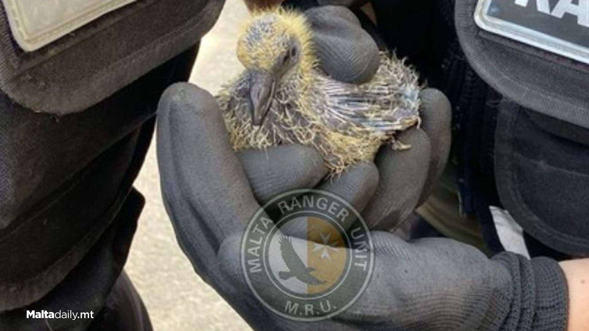 Baby Pigeon Rescued By Malta Ranger Unit