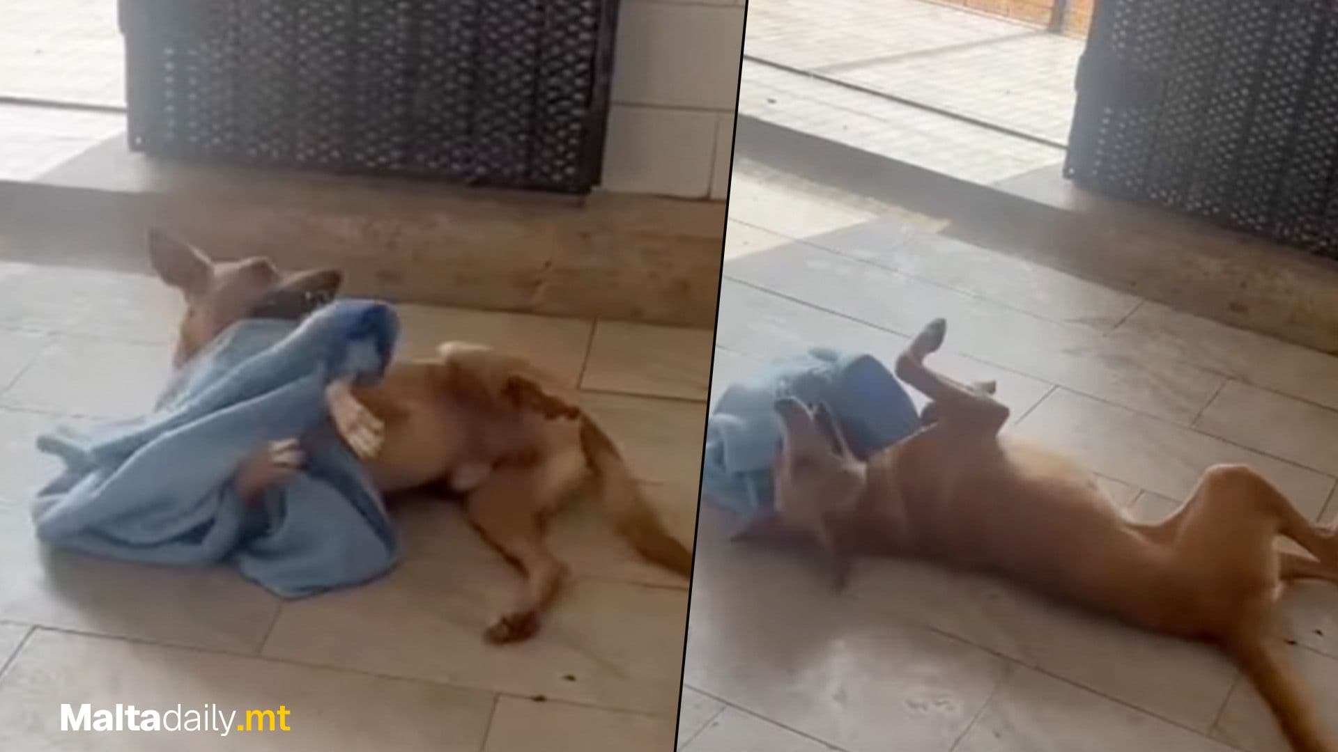 This Shelter Dog Playing With His Blanket Is A Mood