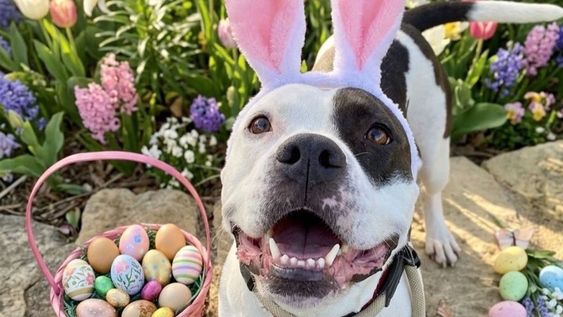 Local Shelter Dogs Celebrate Easter!